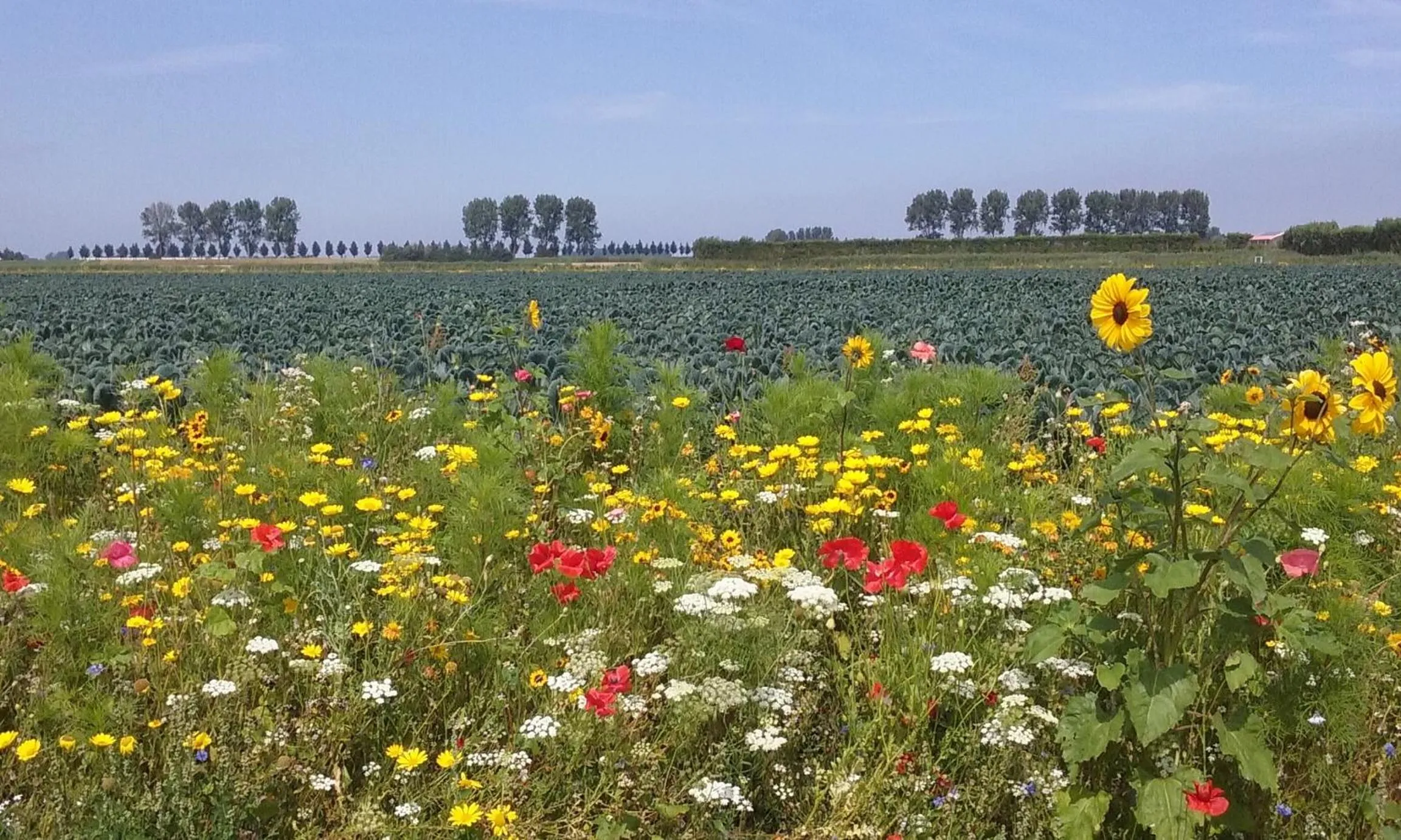 Natural landscape in Bed en Breakfast en Bike