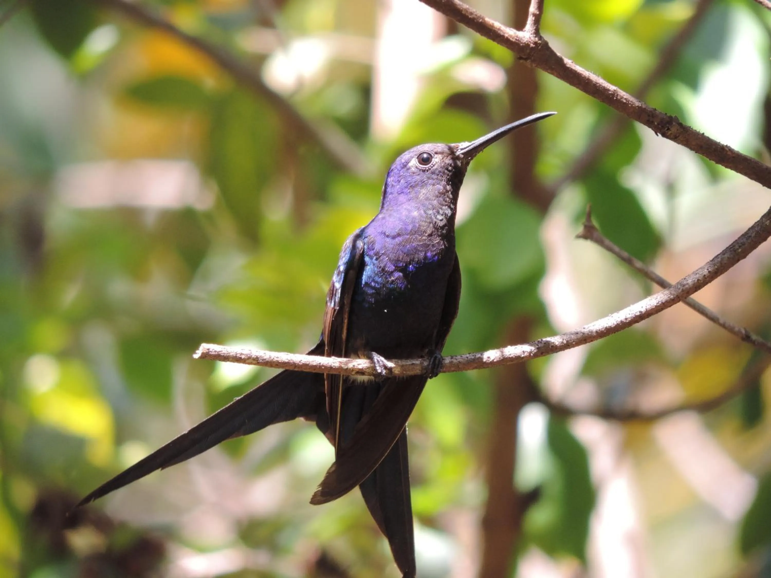 Animals in Vila dos Passaros Flats