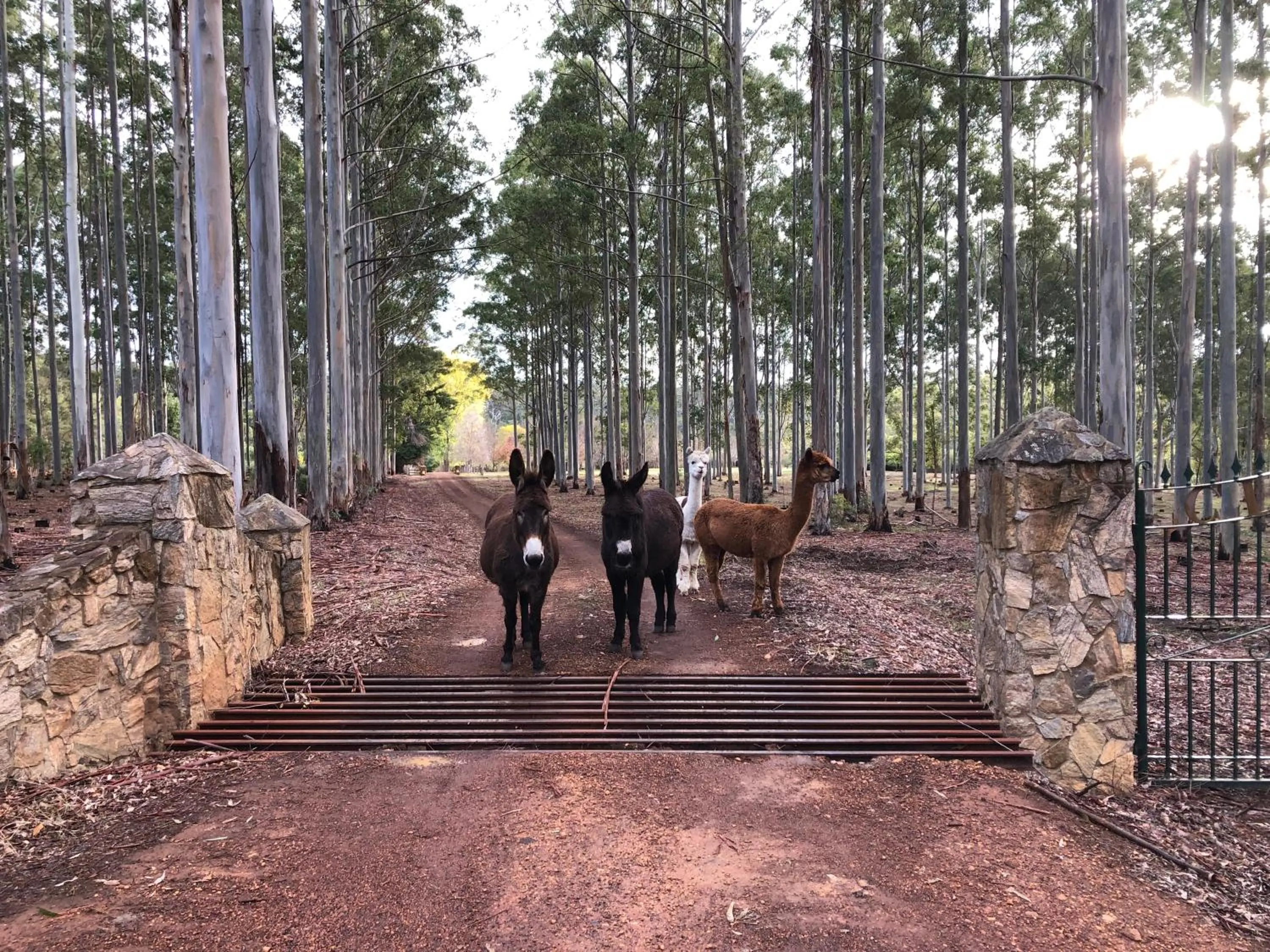 Animals in Clover Cottage Country Retreat