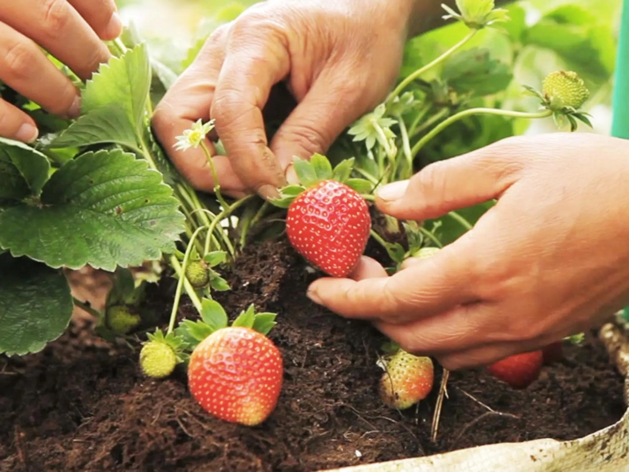 Natural landscape in Bagus Agro Pelaga