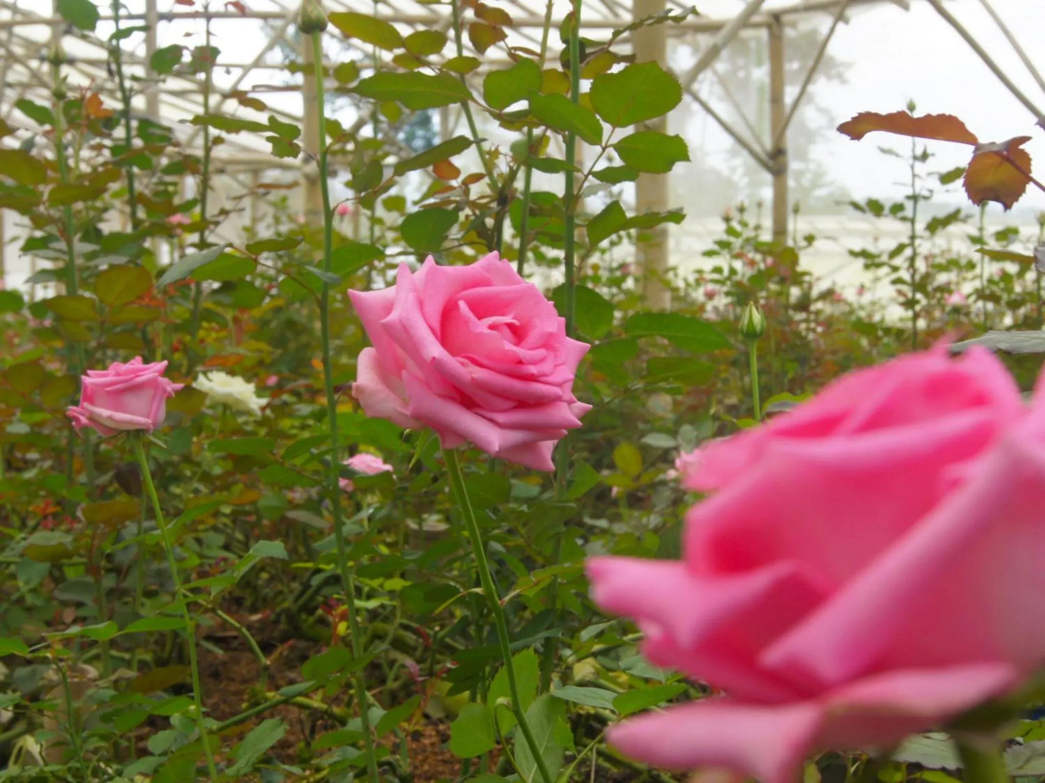 Natural landscape in Bagus Agro Pelaga