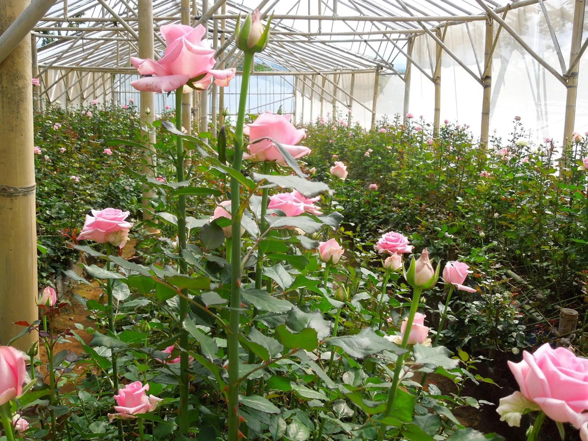 Natural landscape in Bagus Agro Pelaga