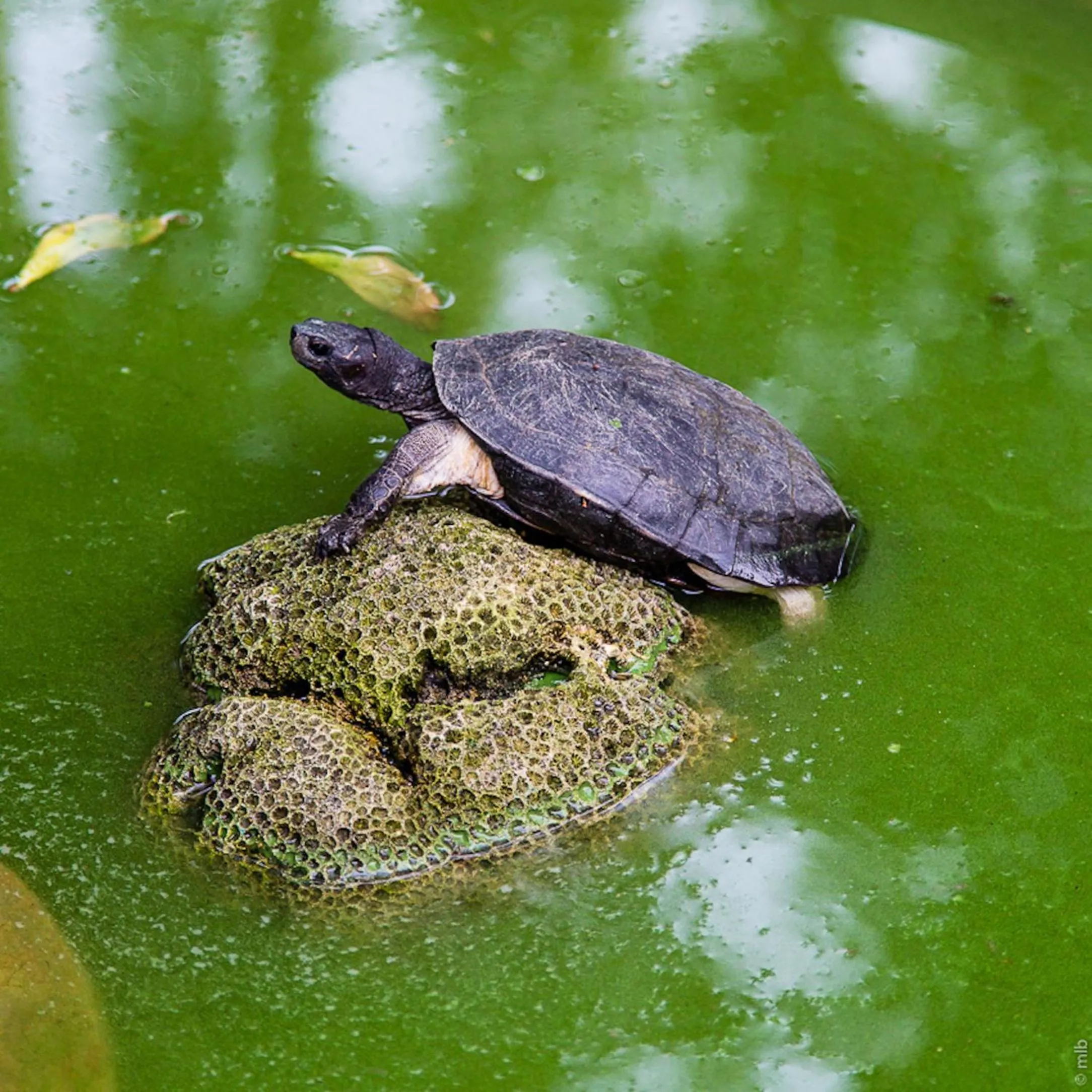 Pets in Ypsylon Tourist Resort