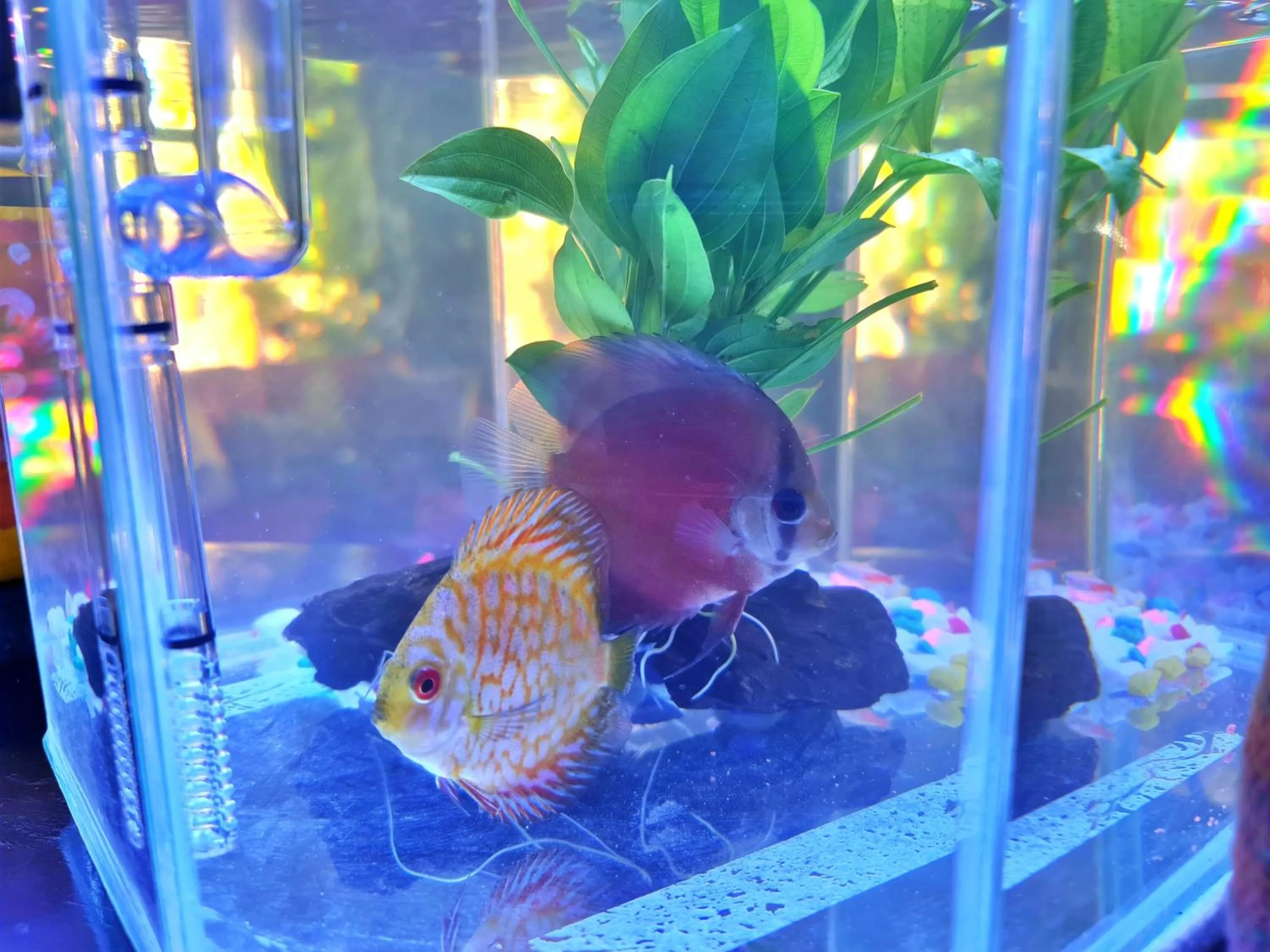 Decorative detail in Bed and Terrace Guesthouse Chiang Mai