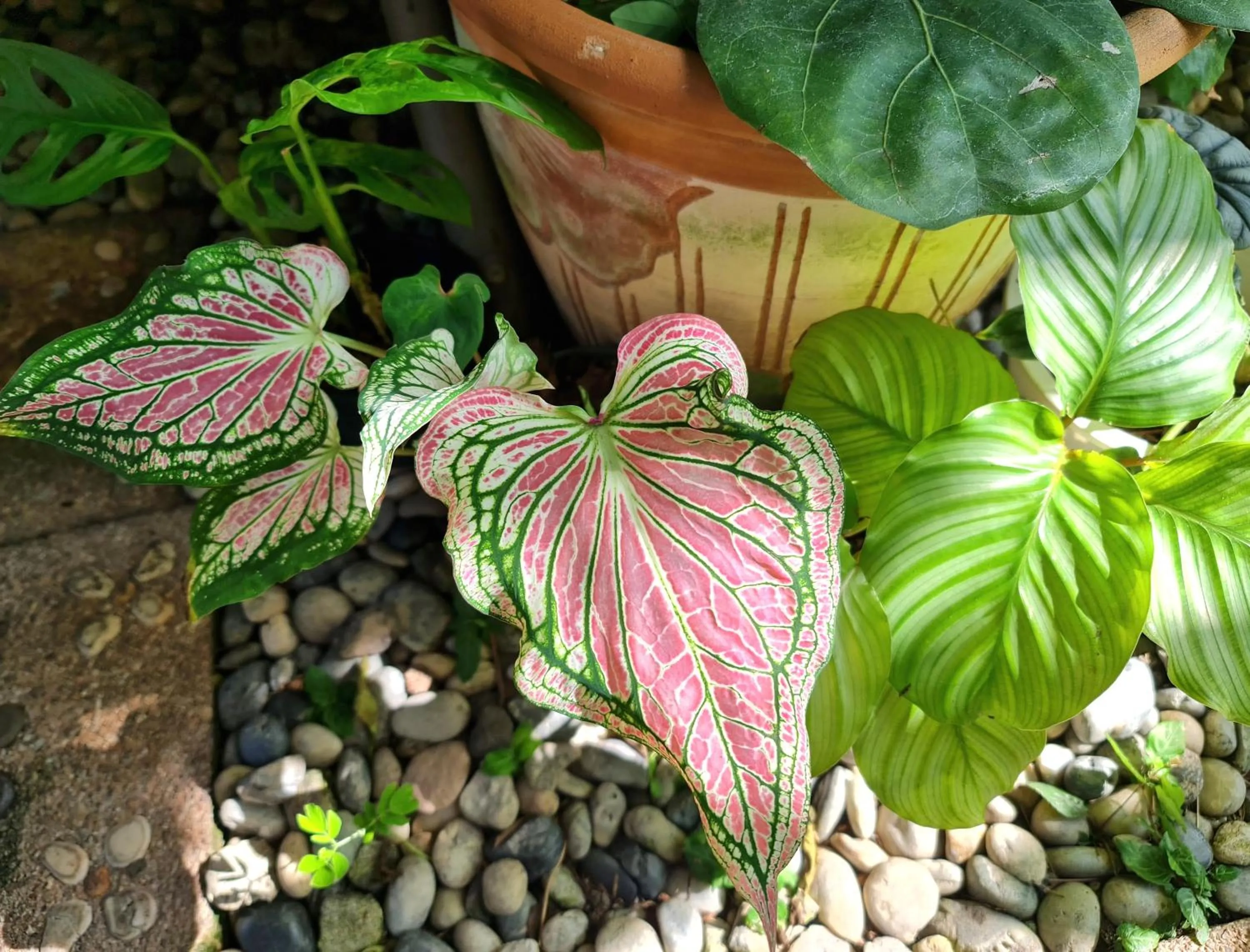 Garden in Bed and Terrace Guesthouse Chiang Mai
