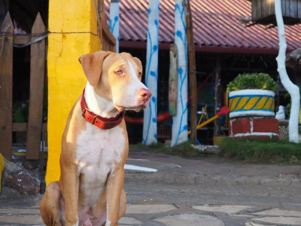 Pets in Hotel Restaurante Spa La Barca de Oro