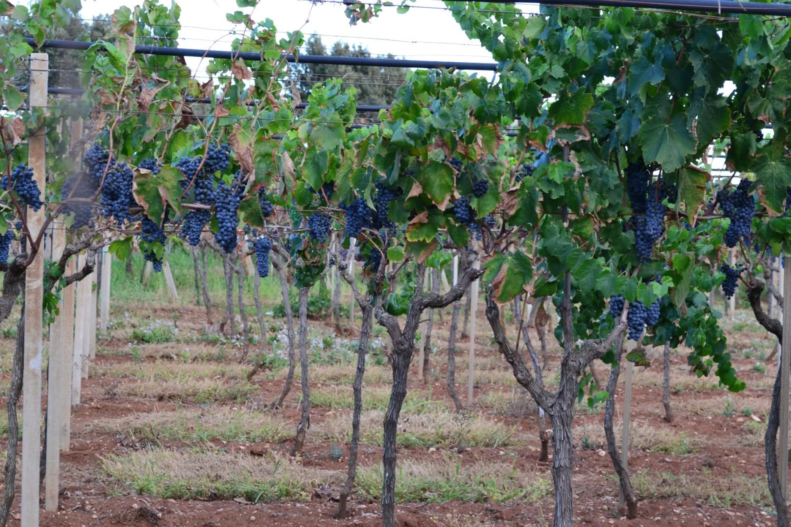Natural landscape in Le Terrazze B&B Manduria