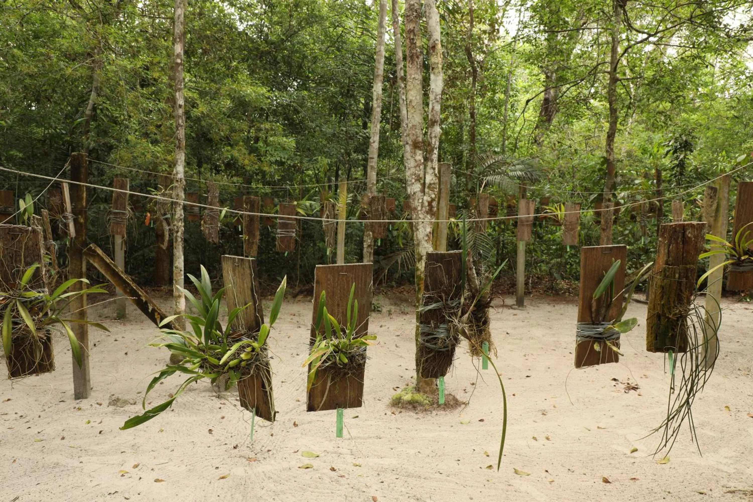 Amazon Ecopark Jungle Lodge