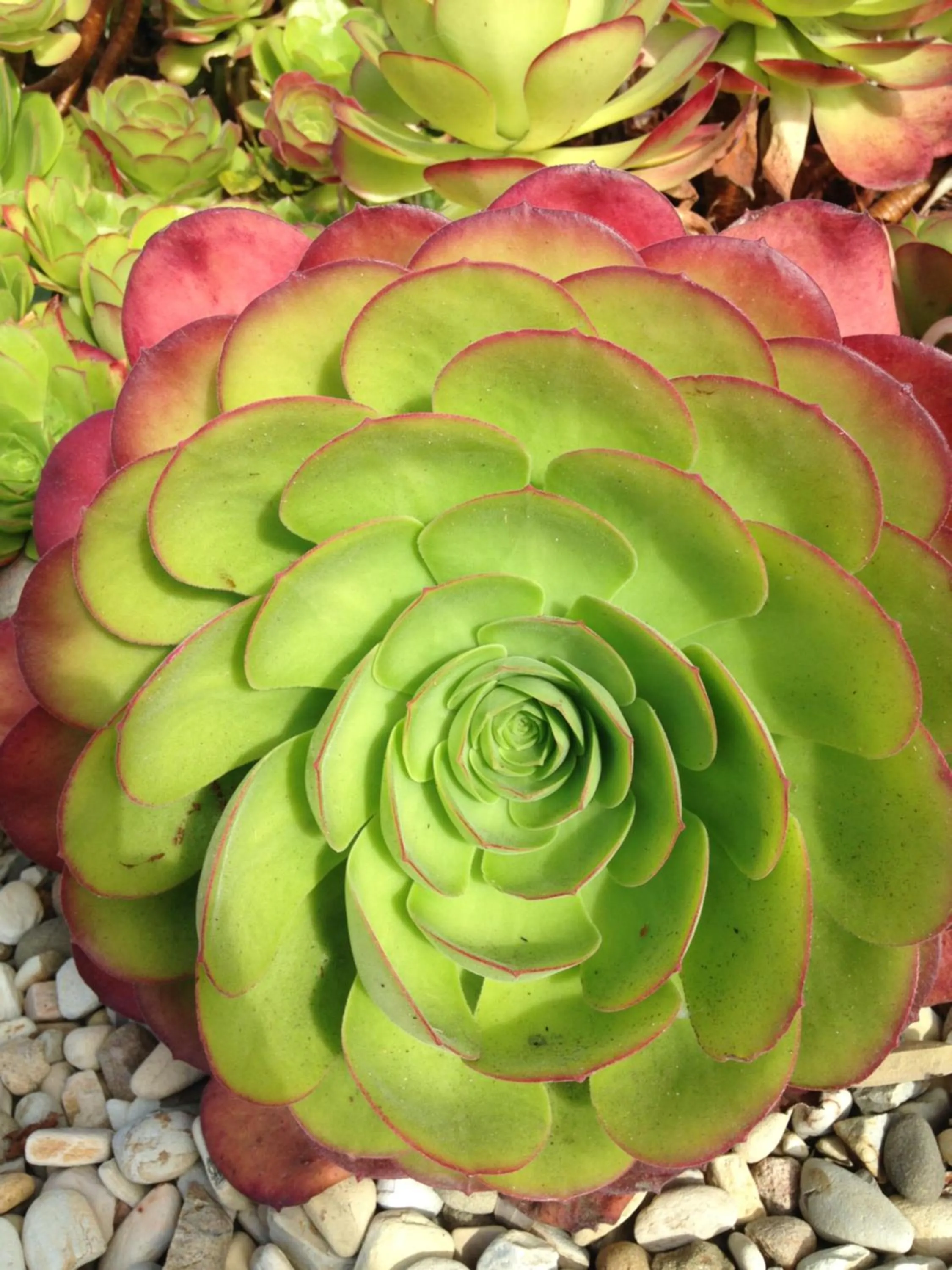 Garden in Morro Crest Inn