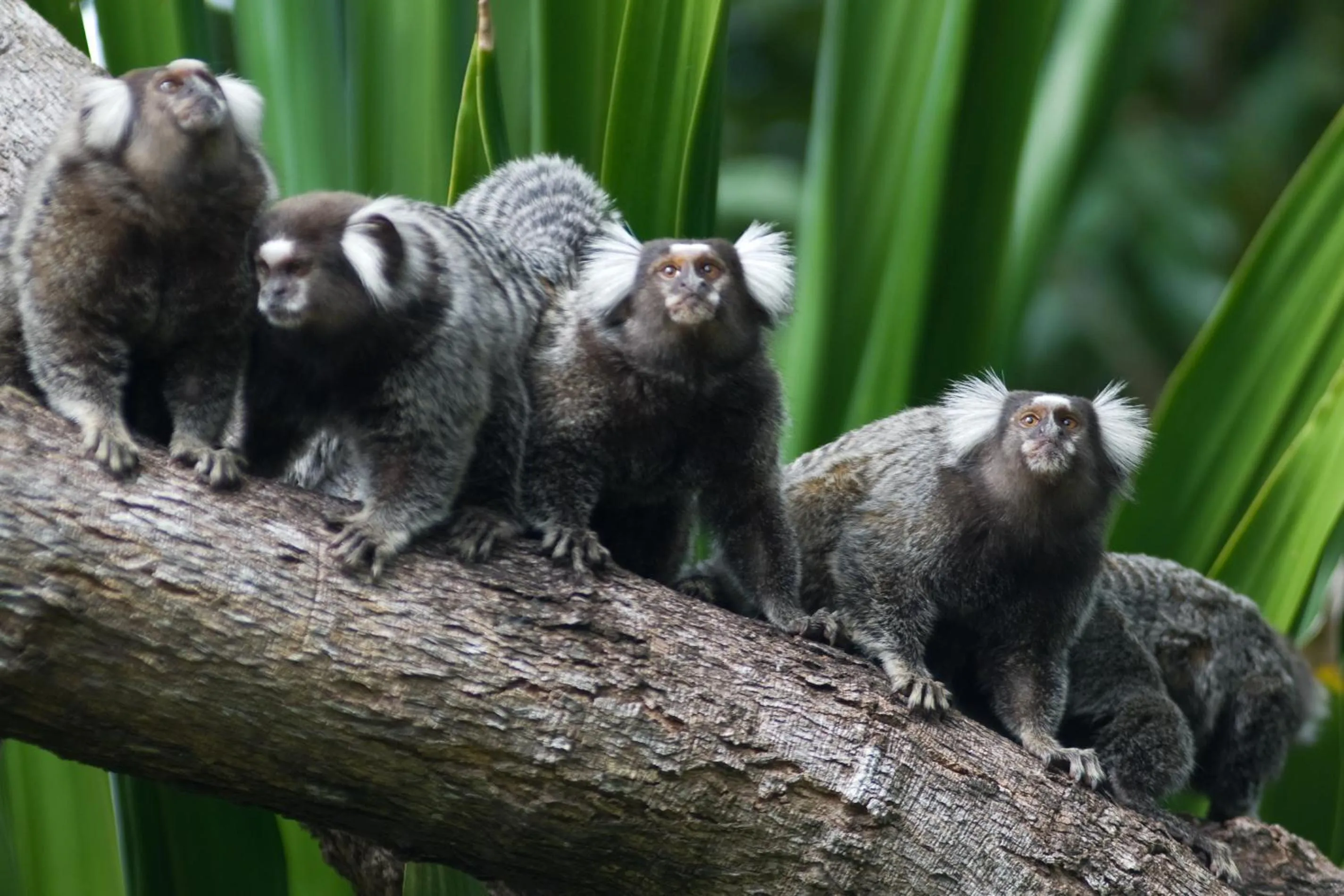 Animals in Vilangelim Eco-Pousada