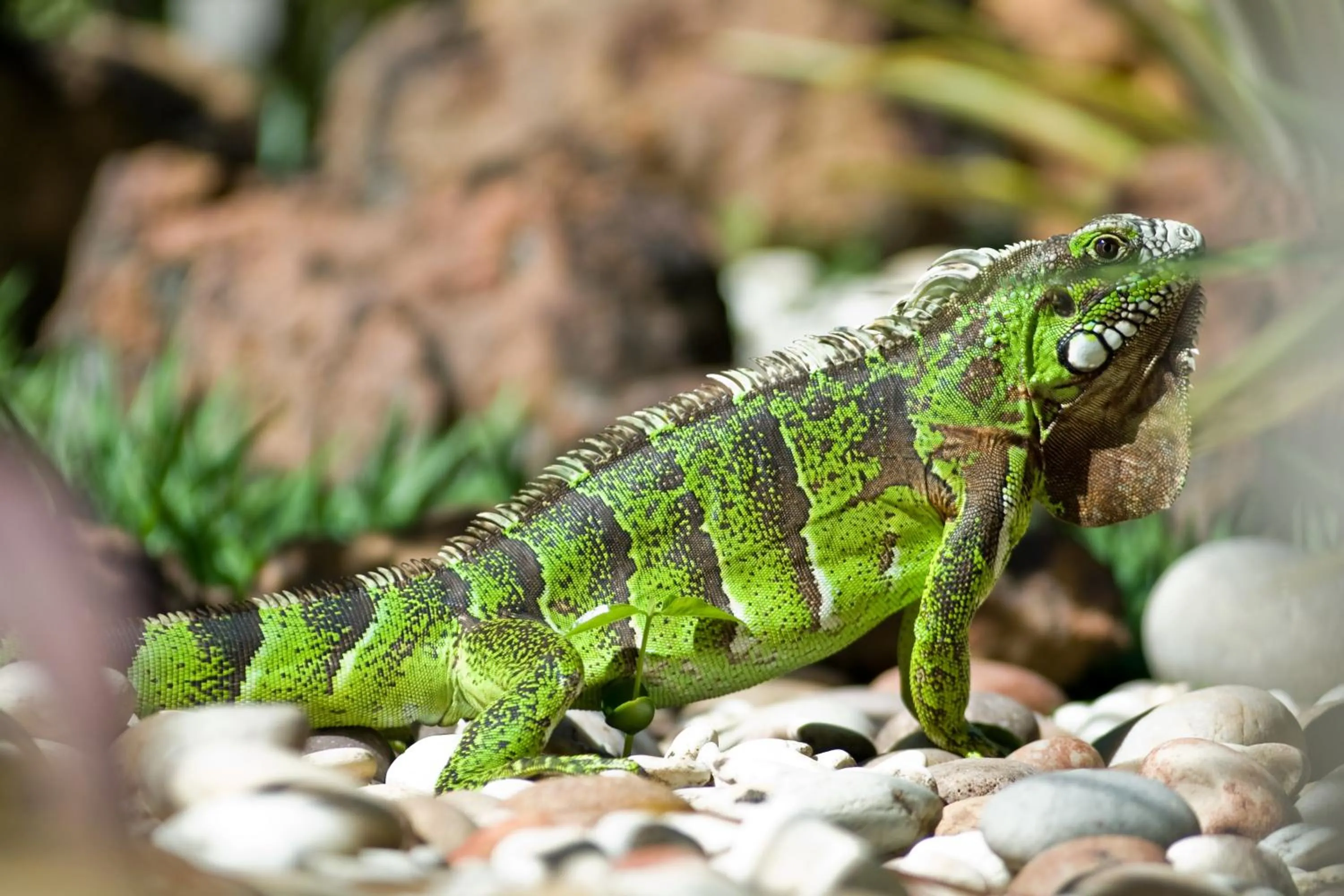 Animals in Vilangelim Eco-Pousada
