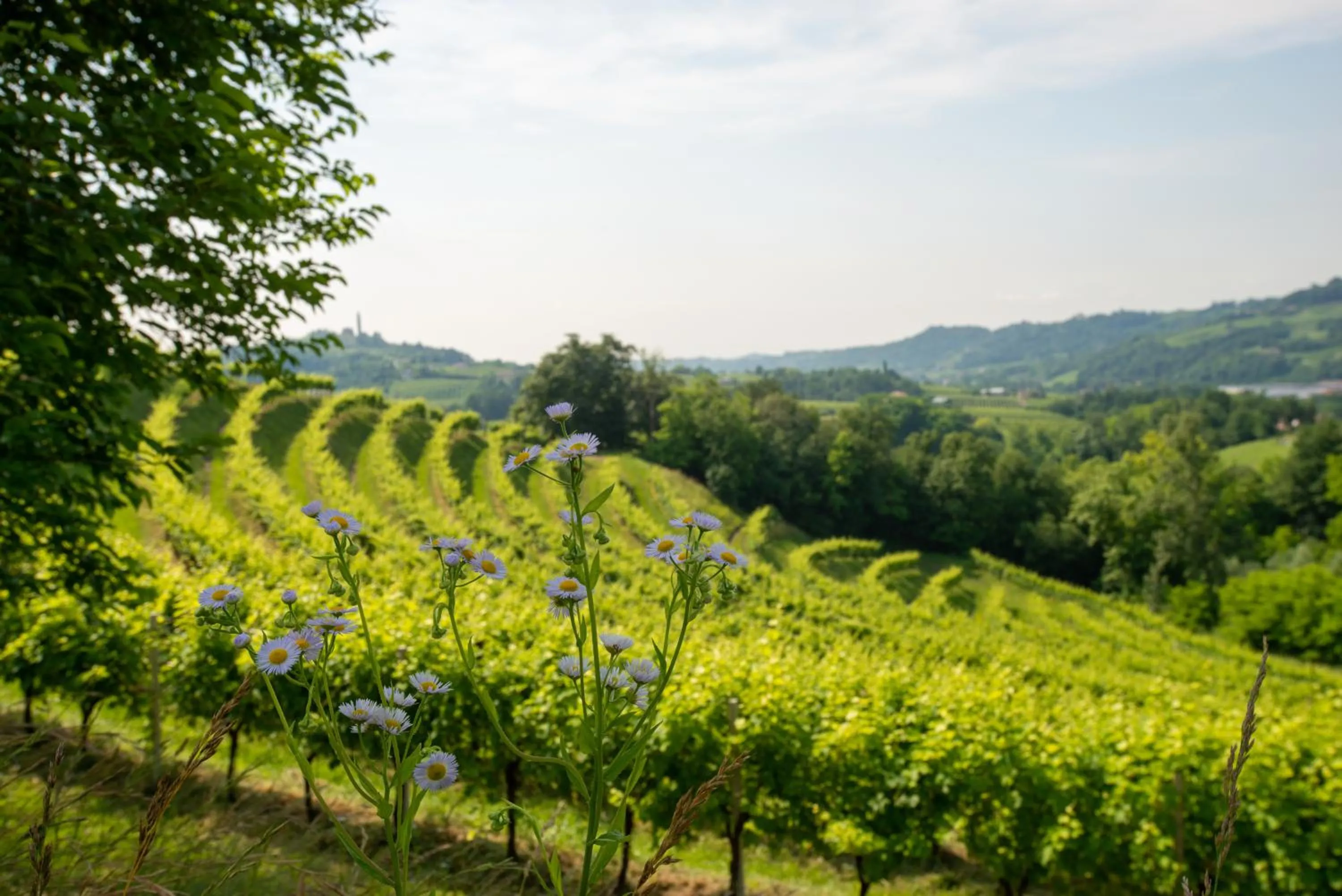 Spring in Tenuta Castagnera