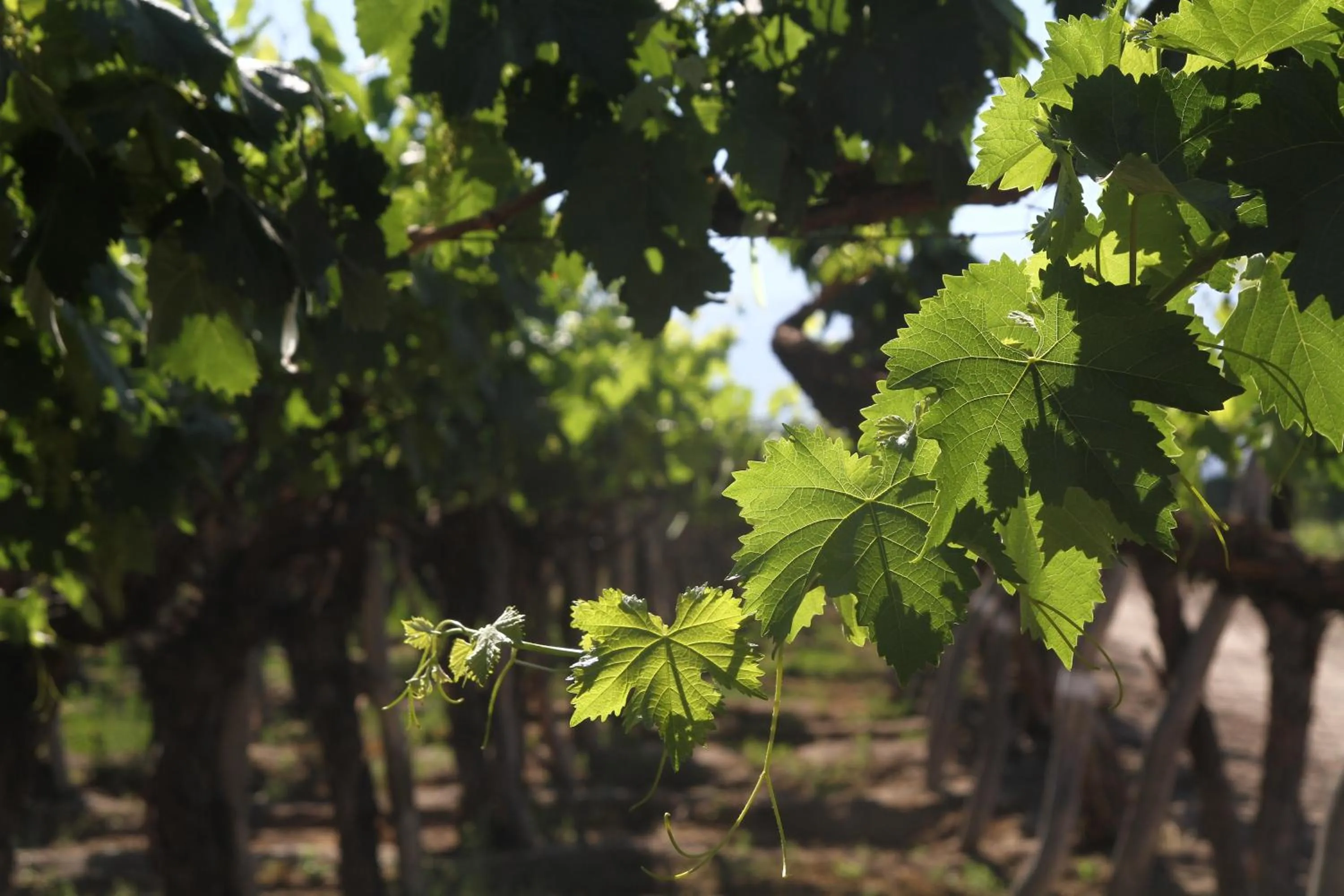 Day in Patios de Cafayate - Wine Hotel & Restaurant