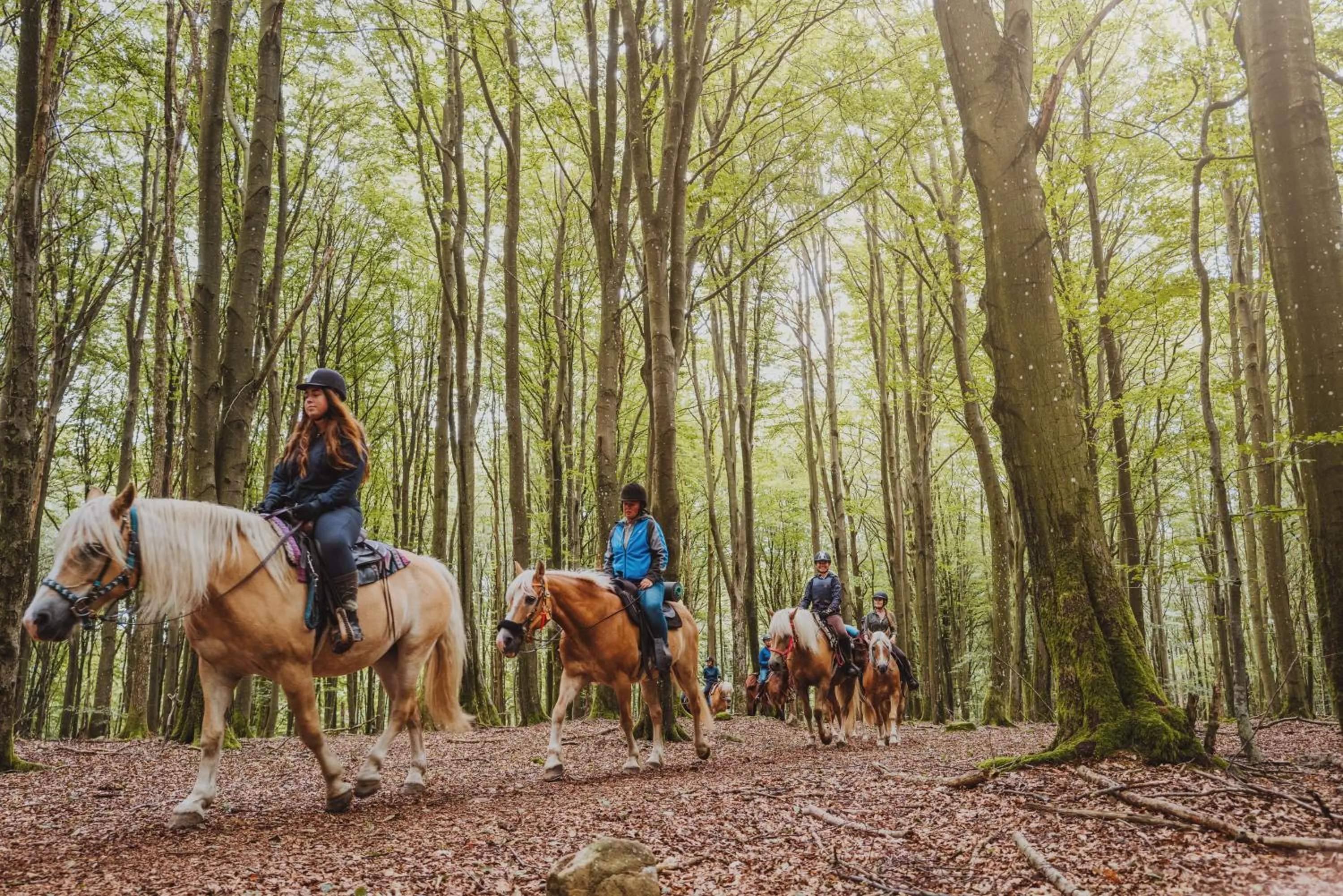 Natural landscape in STF Villa Söderåsen B&B