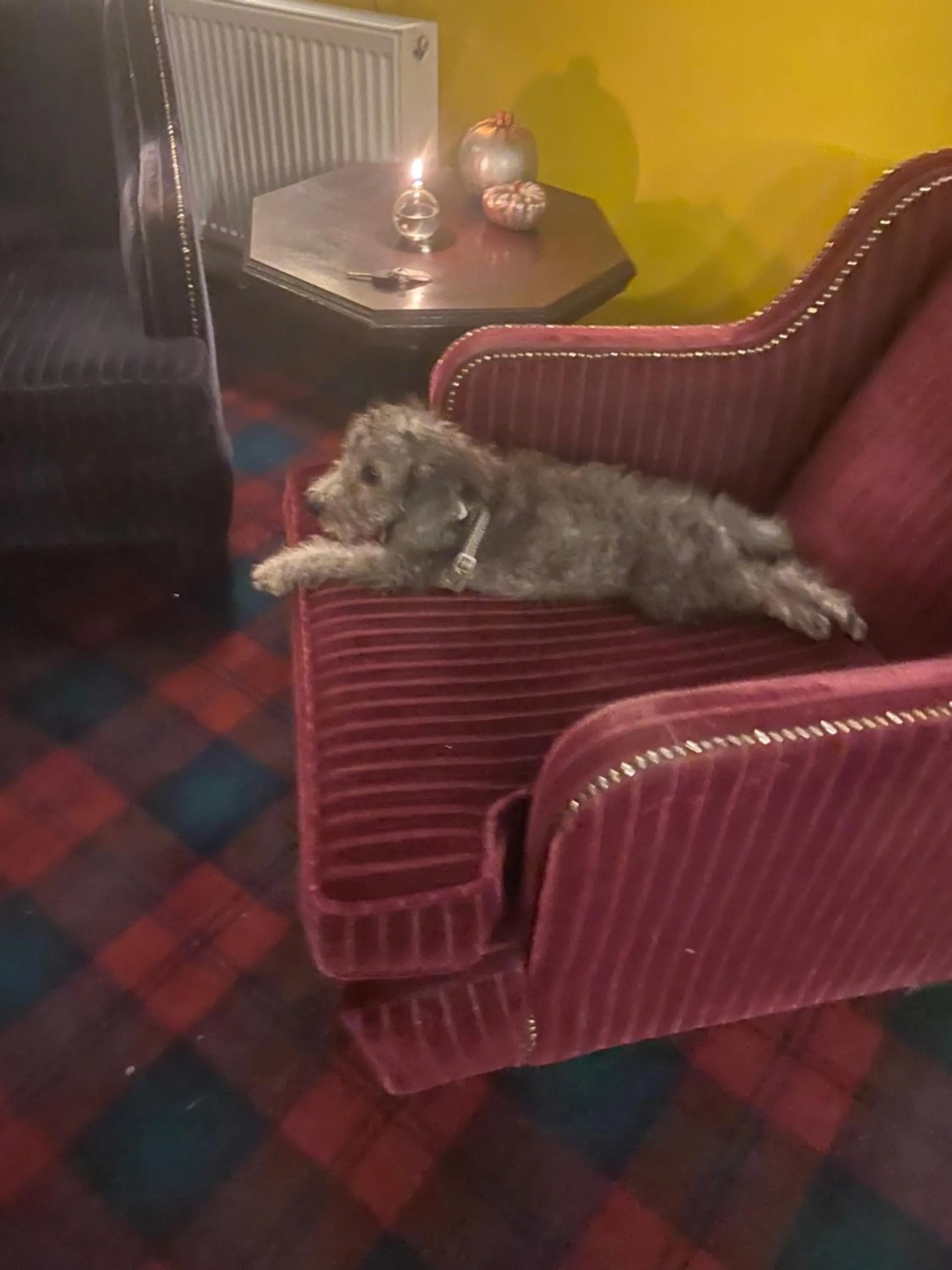 Pets in The Red Admiral Gosforth CA20 1BP