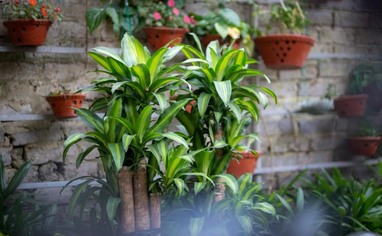 Spring in Lys Homestay