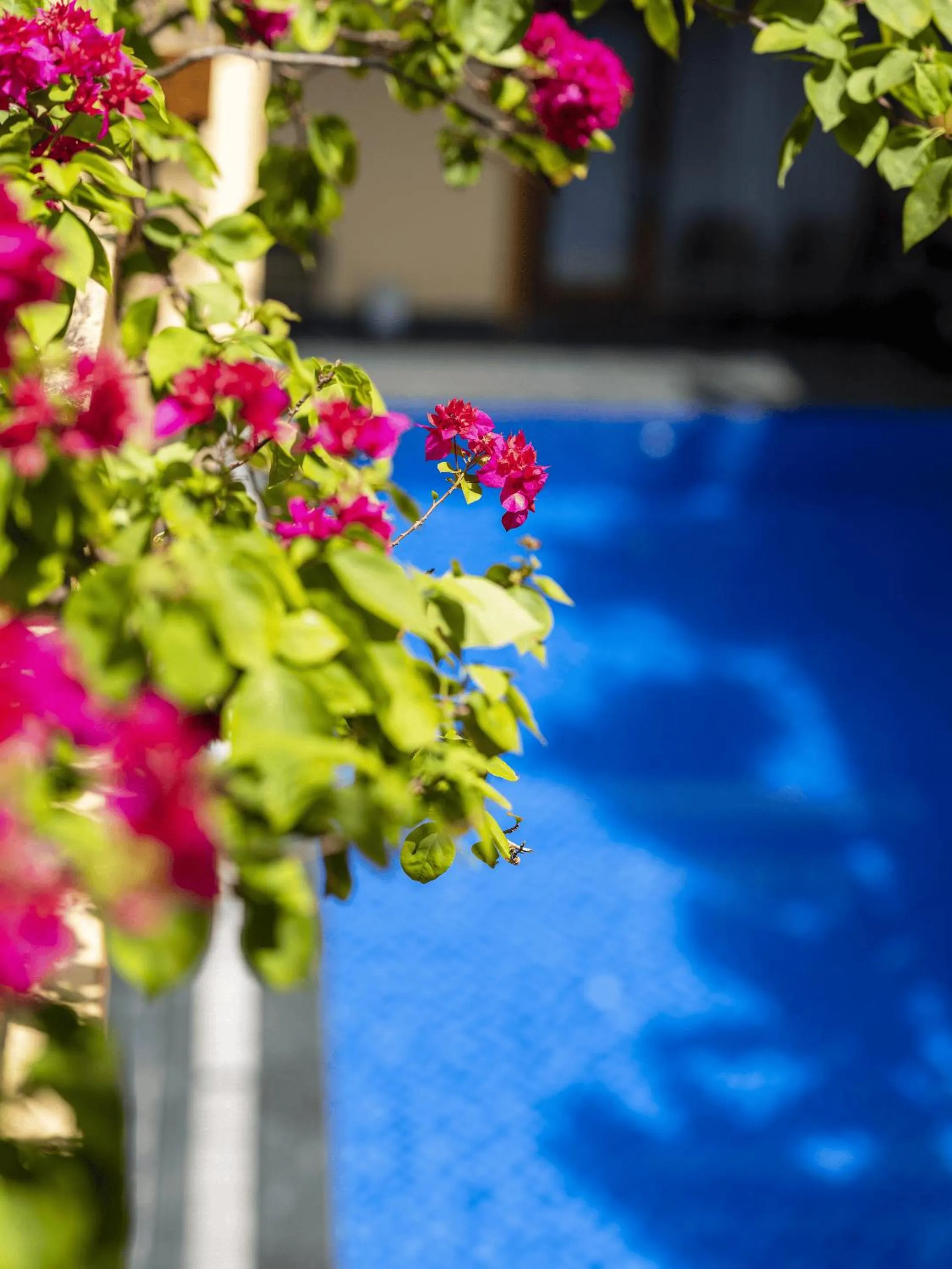 Swimming pool in Lys Homestay