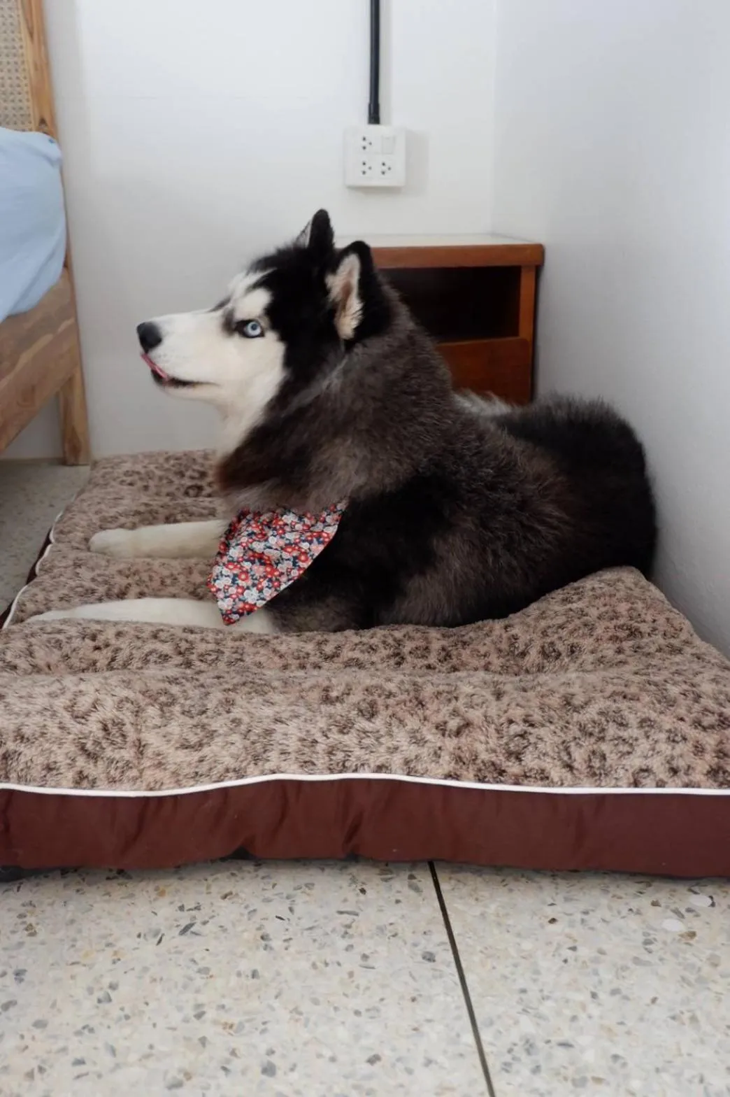 Pets in Bangsaphan Resort