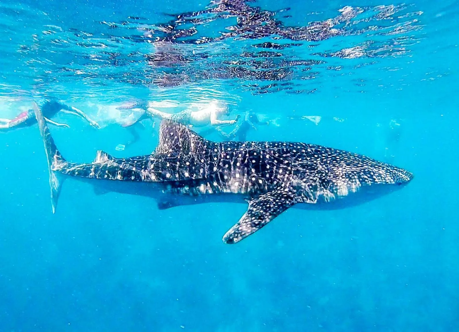Snorkeling in Bliss Dhigurah