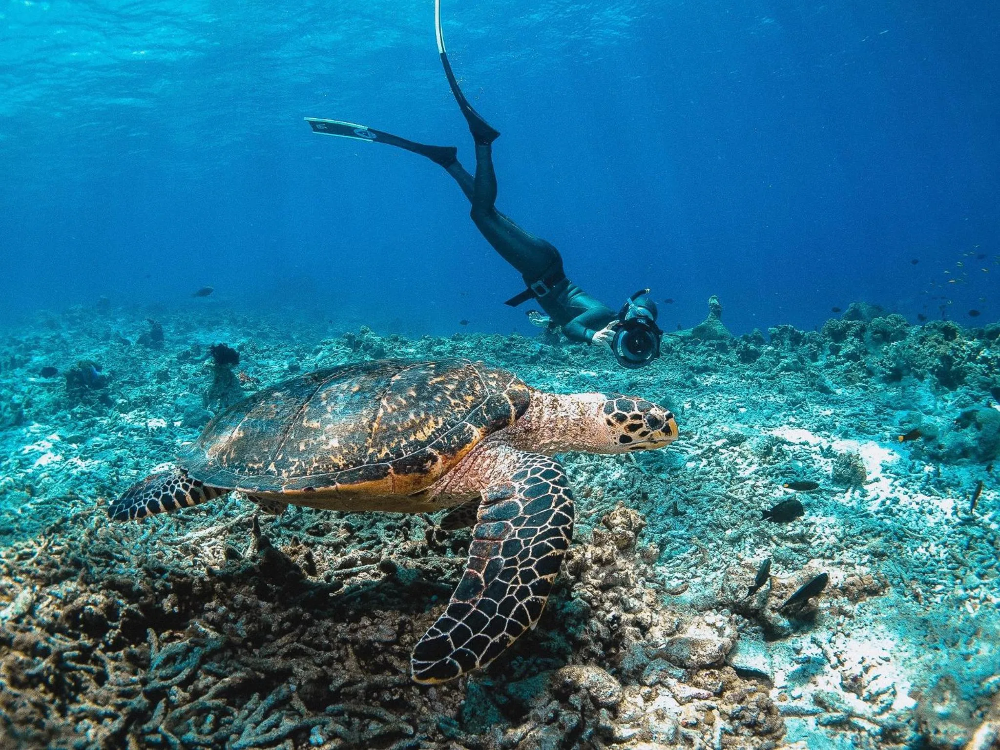 Snorkeling in Bliss Dhigurah