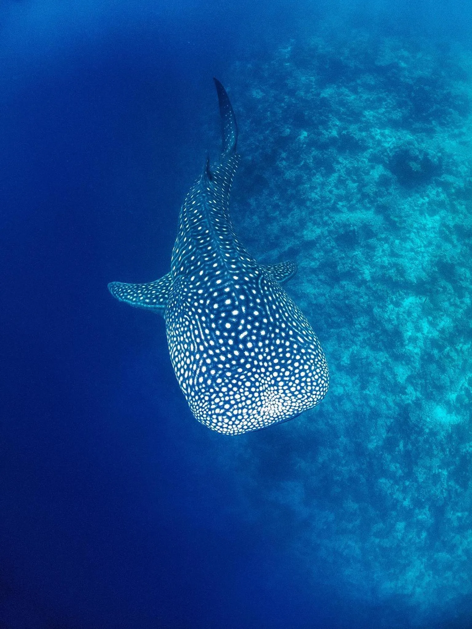 Snorkeling in Bliss Dhigurah