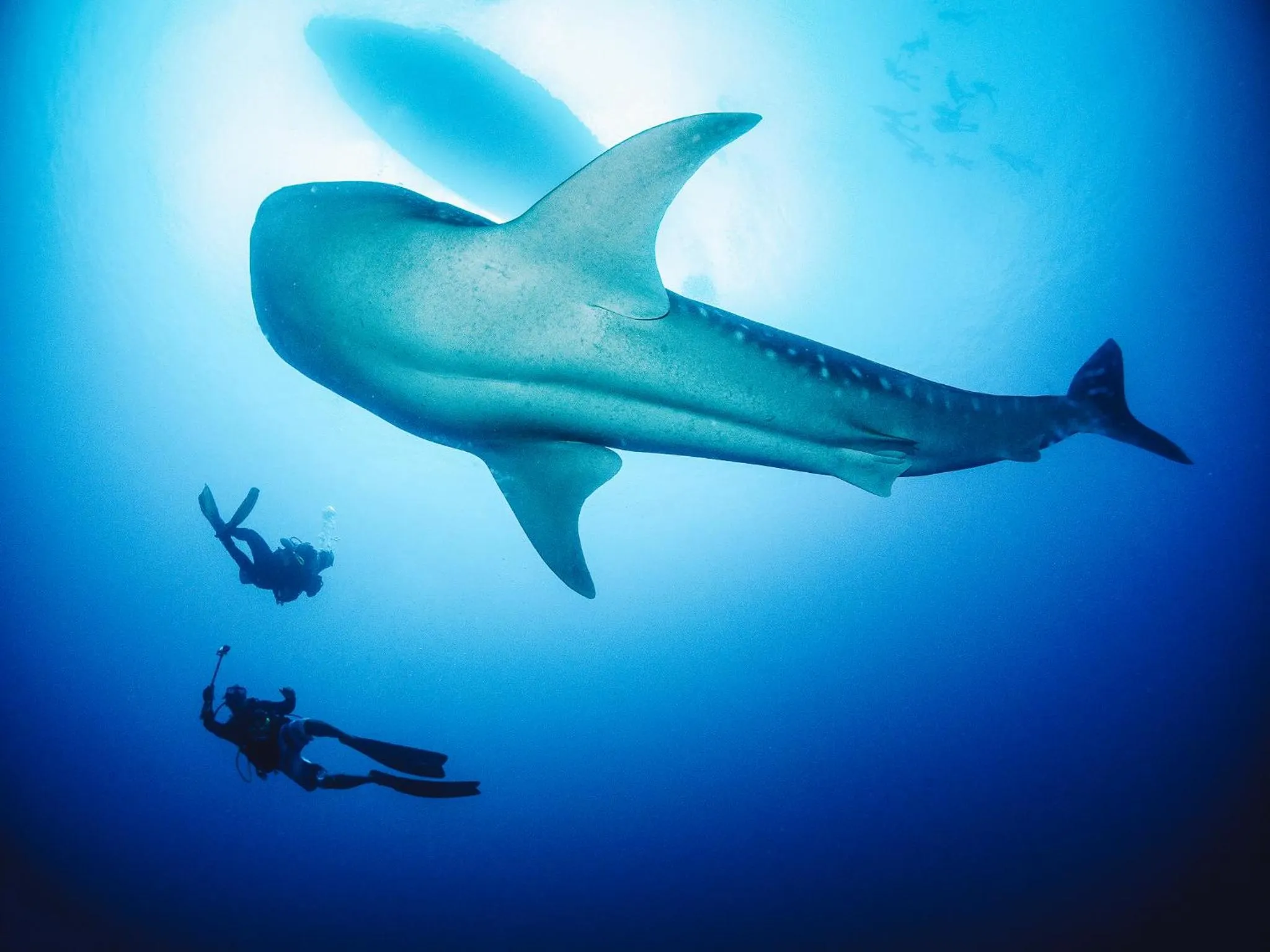 Diving in Bliss Dhigurah