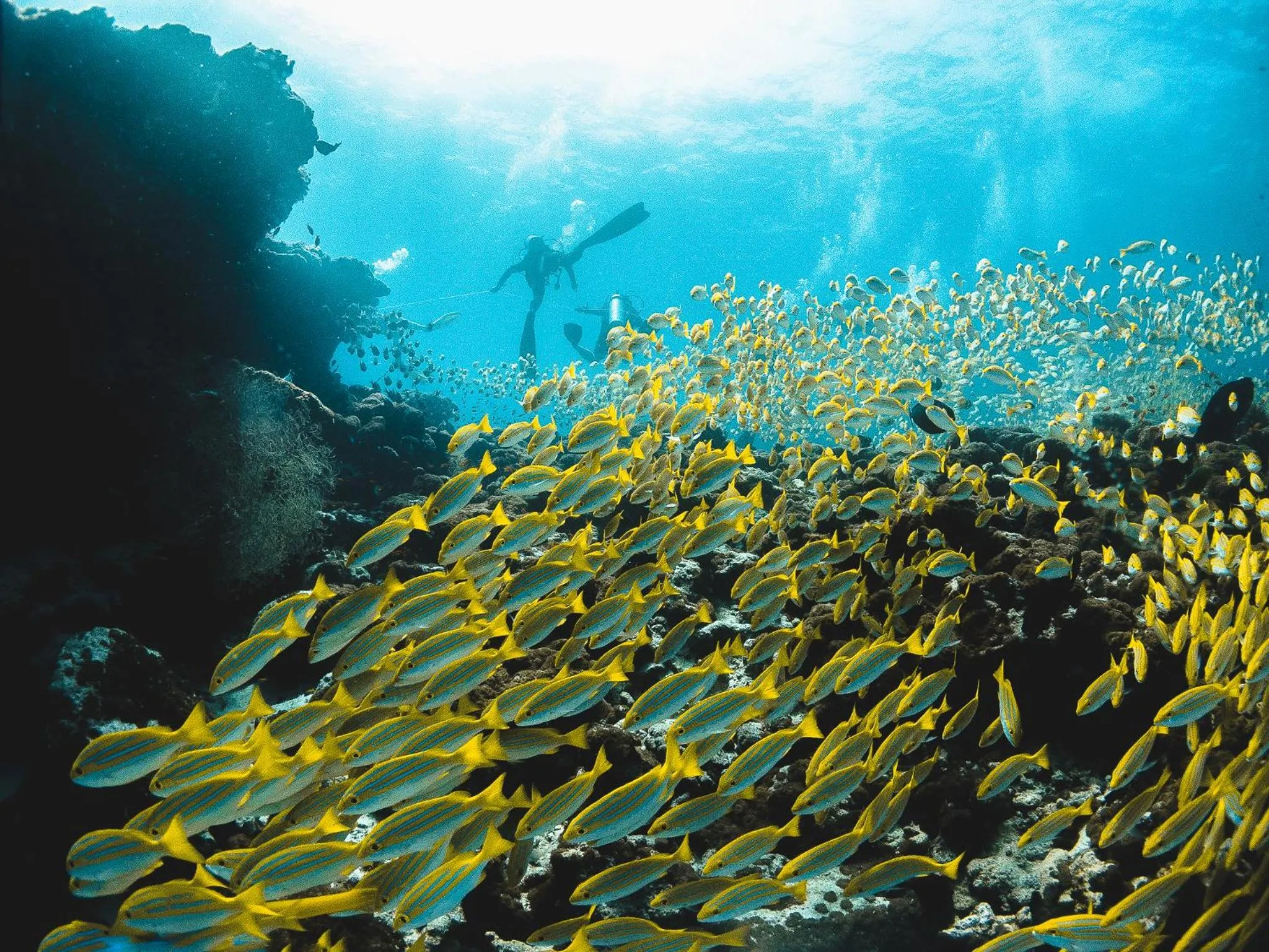 Diving in Bliss Dhigurah