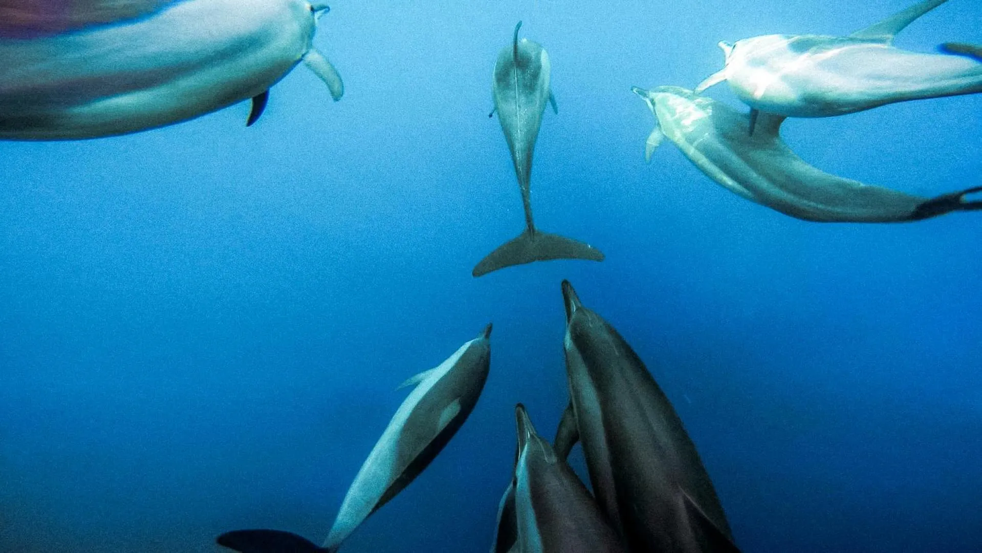 Animals in Bliss Dhigurah