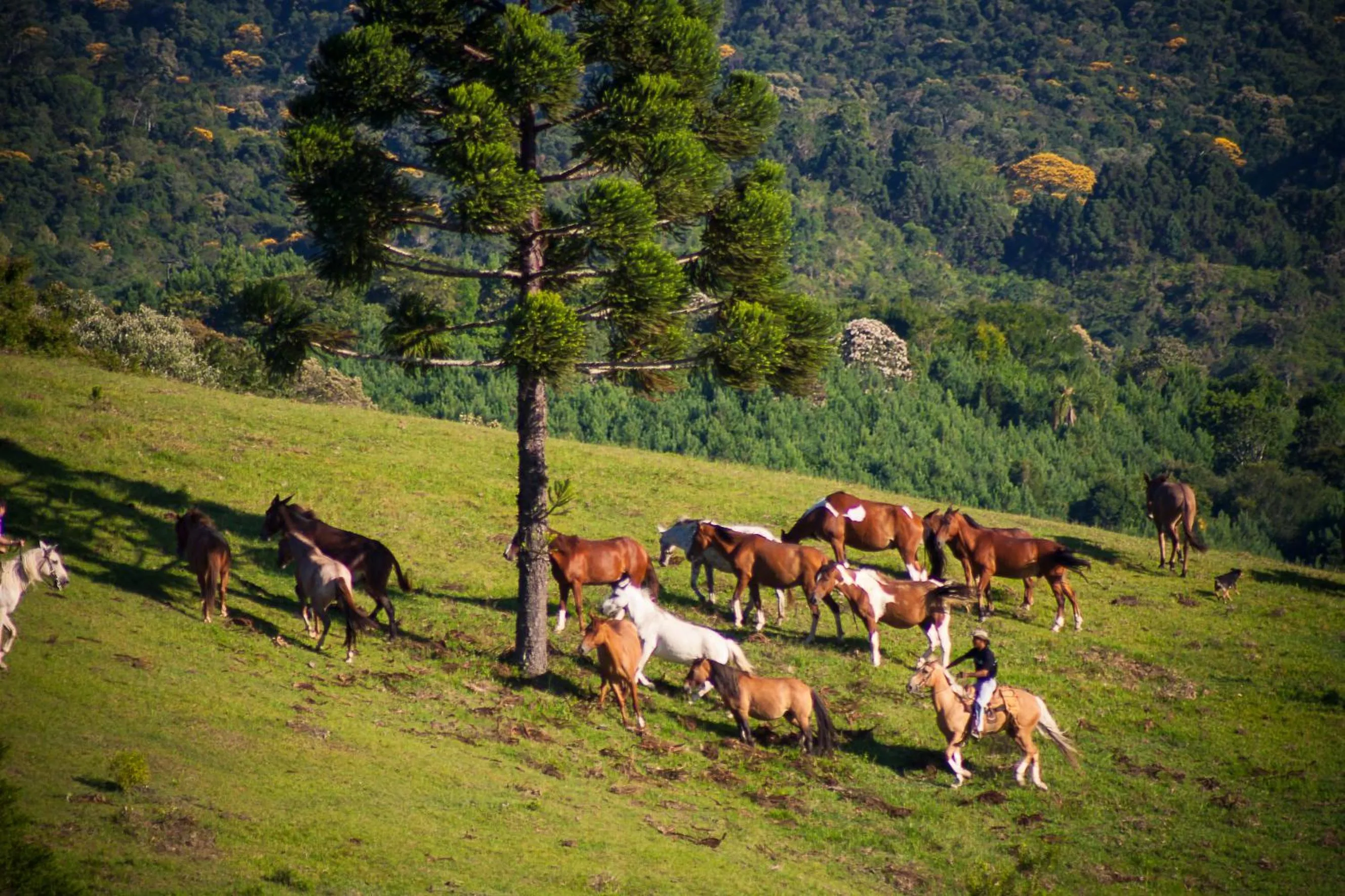 Animals in Capivari Ecoresort