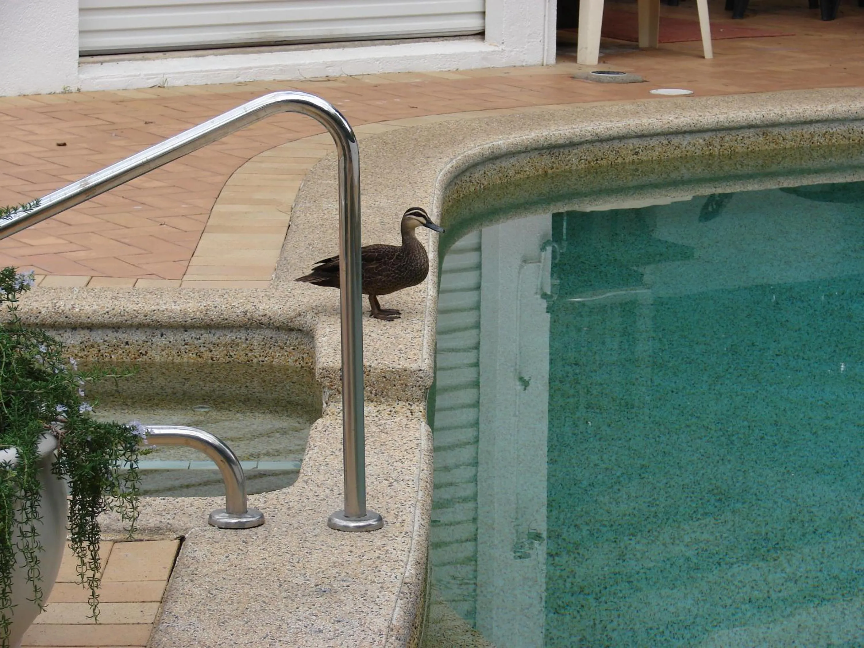 Animals in Portside Noosa Waters