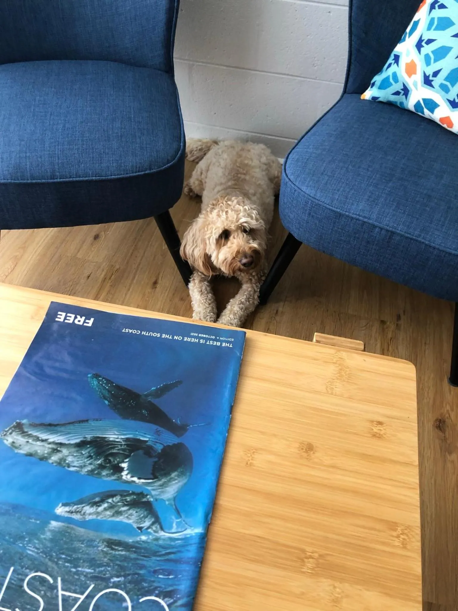 Pets in South Seas Motel