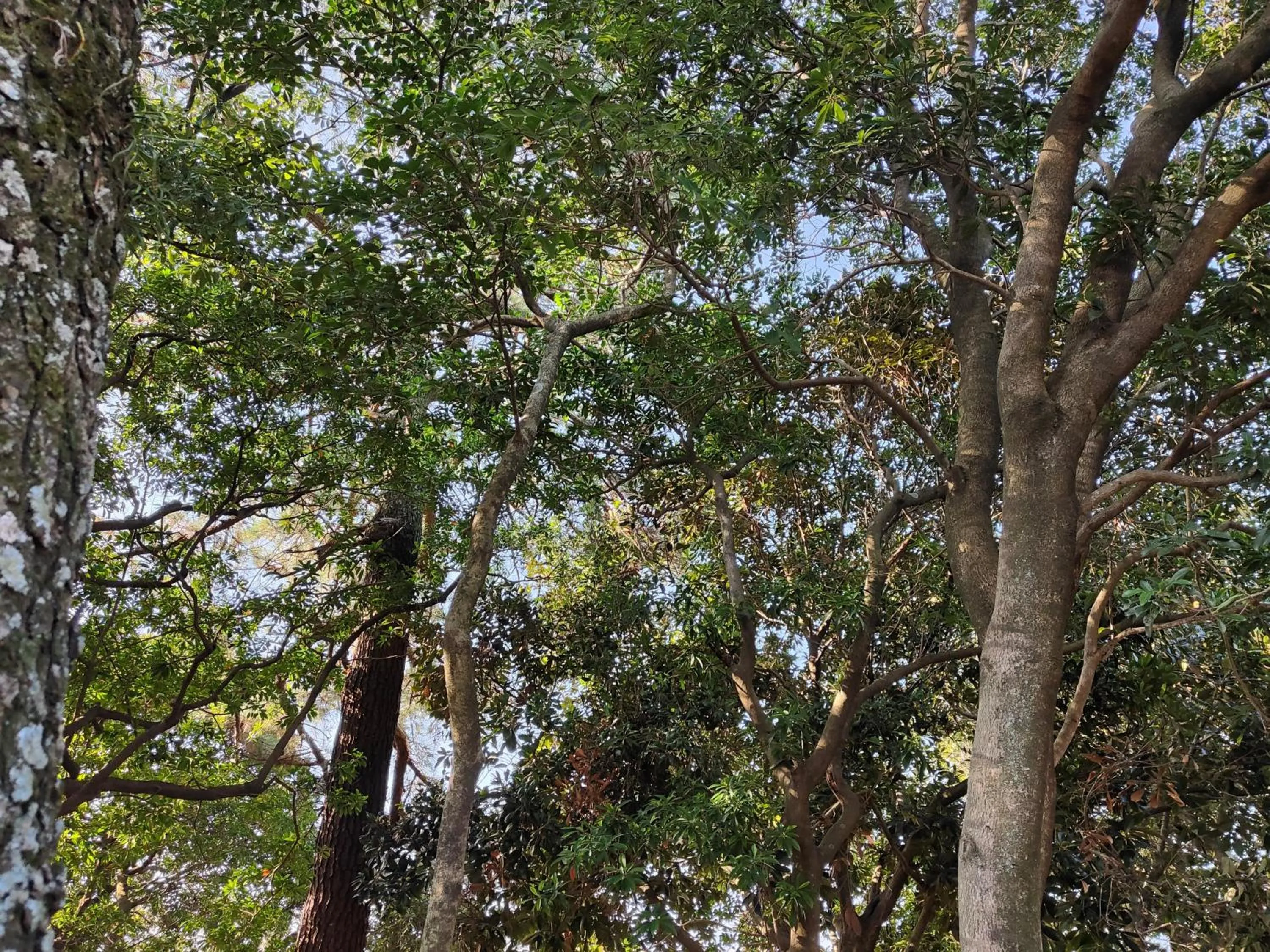 Natural landscape in Heiwadai Hotel Otemon