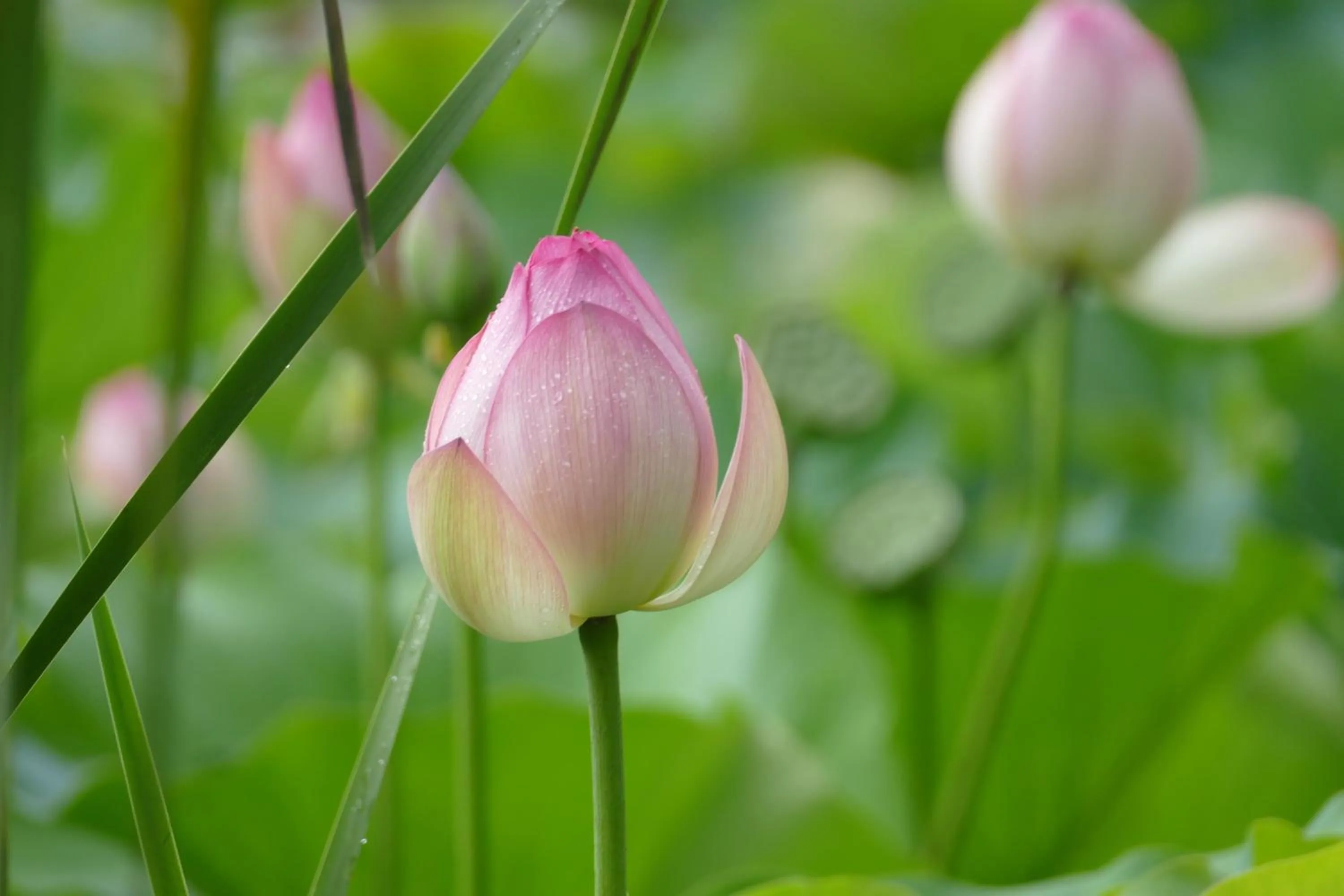 Garden in Rothman Manor