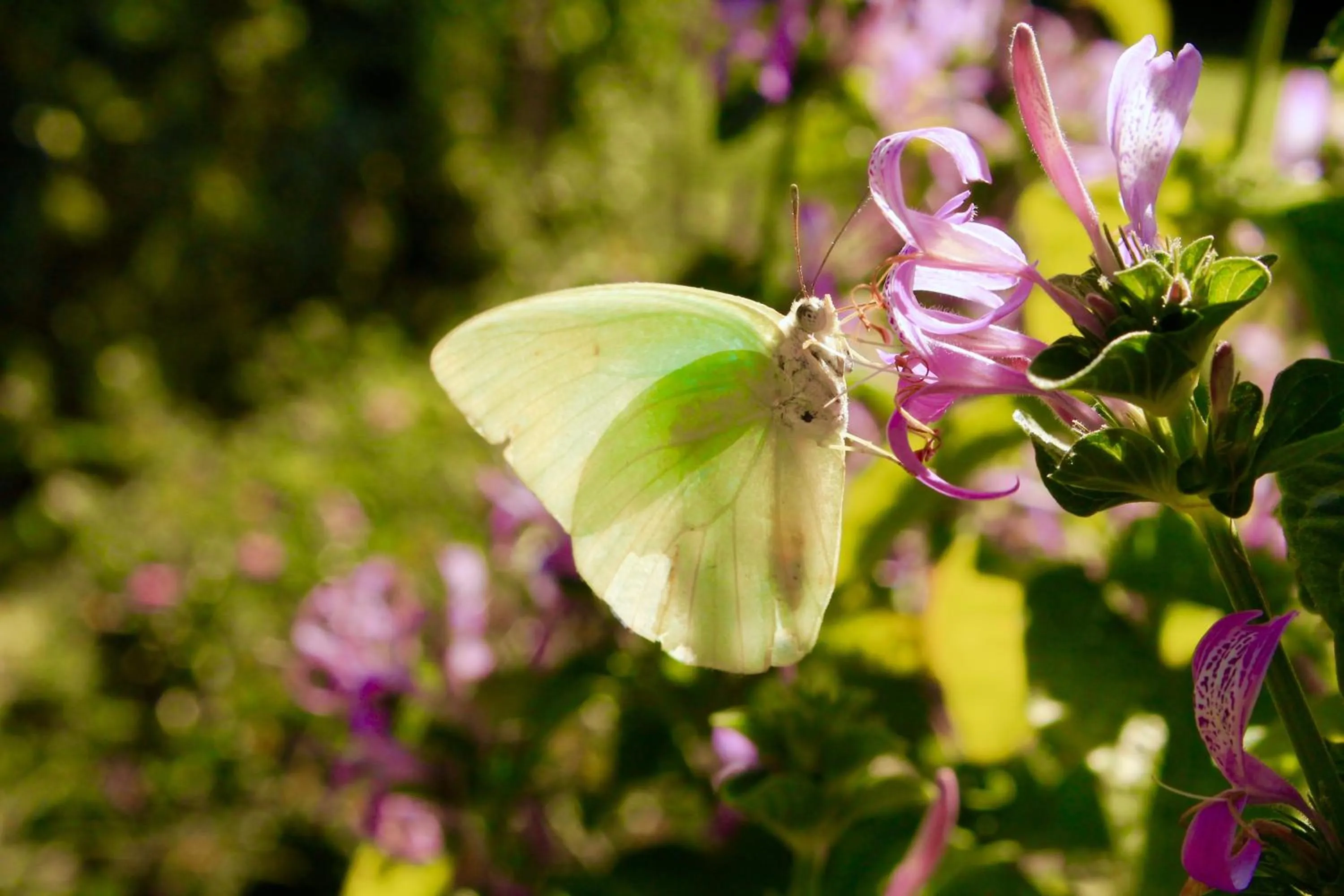 Garden in Rothman Manor