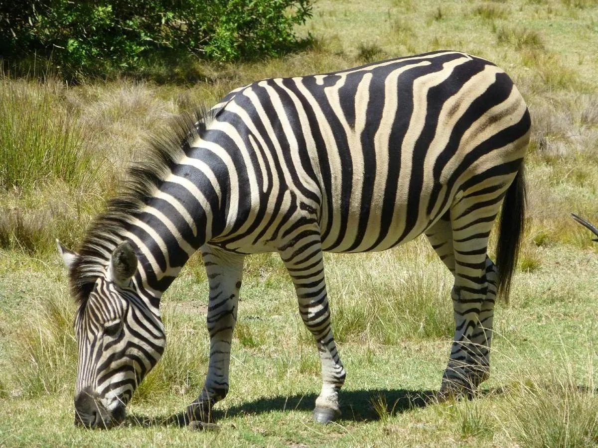 Garden in Rothman Manor