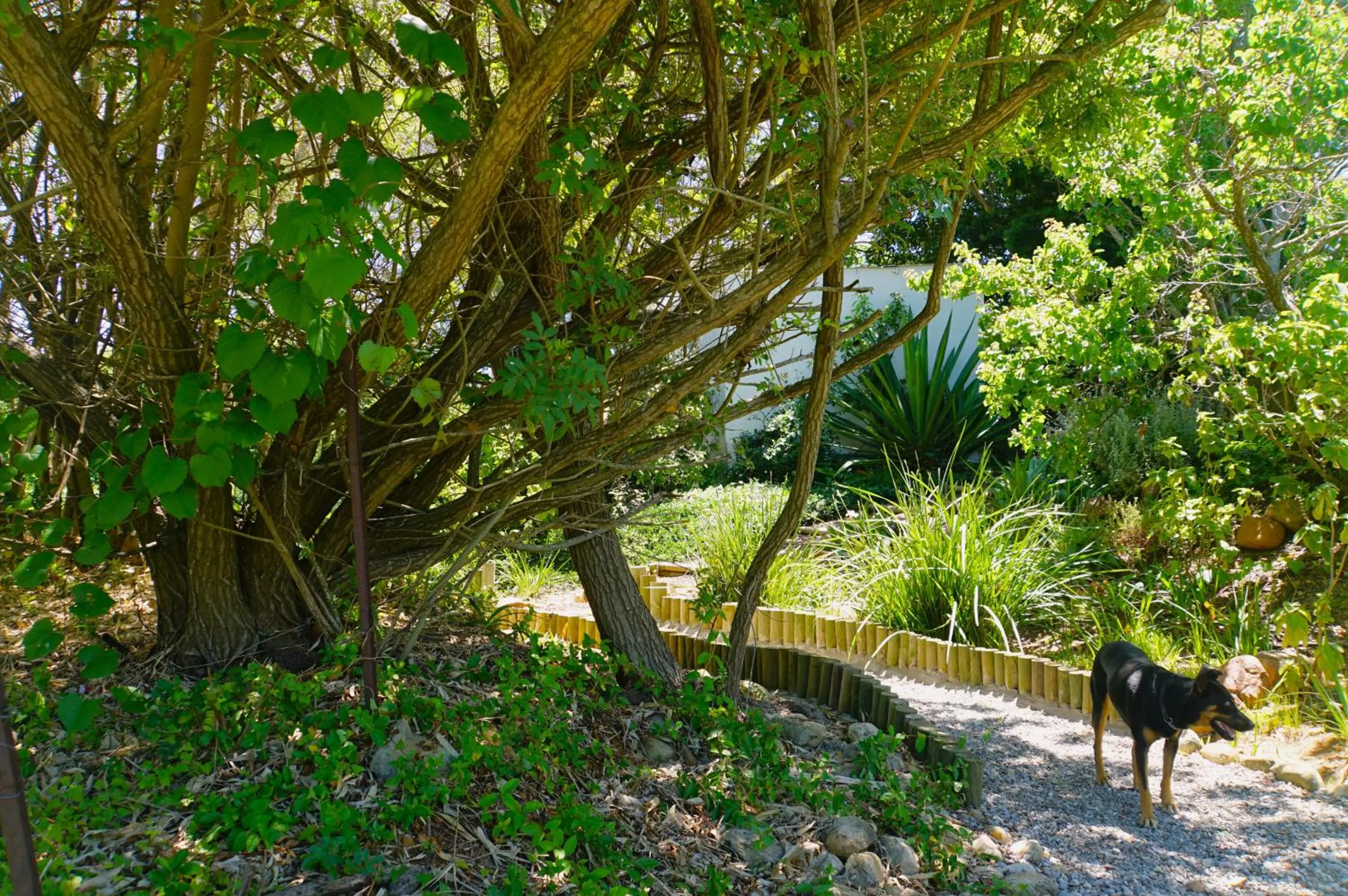 Garden in Swellendam Country Lodge - Guest House - B&B