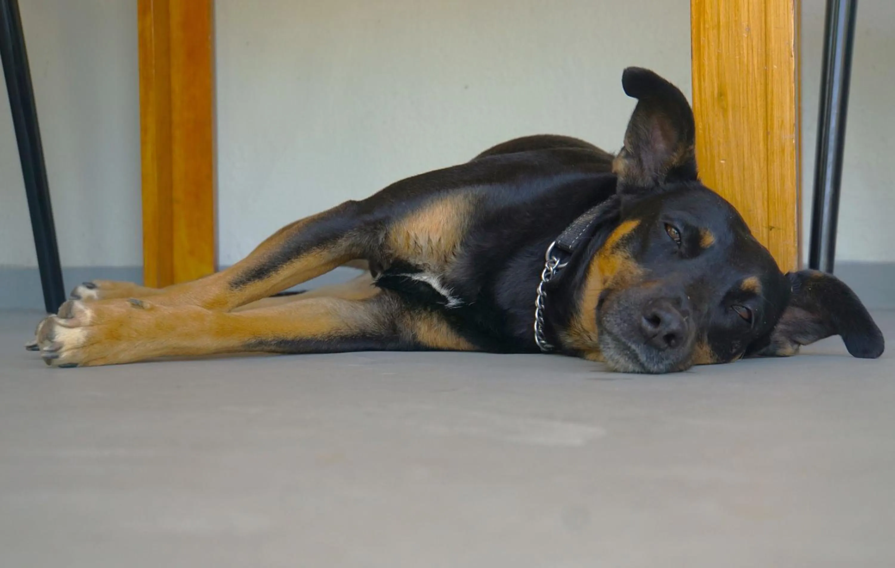 Pets in Swellendam Country Lodge - Guest House - B&B