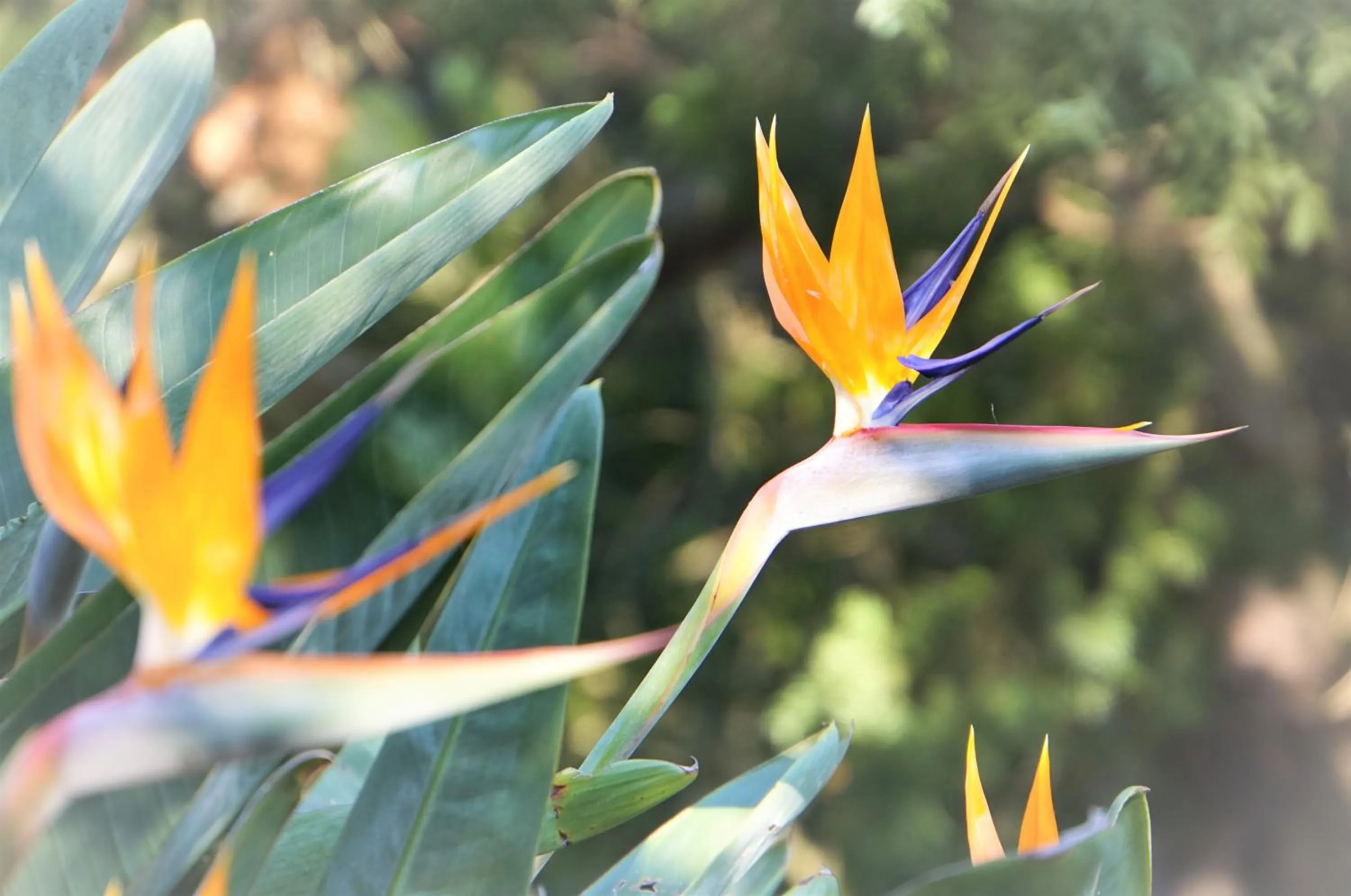 Garden in Swellendam Country Lodge - Guest House - B&B