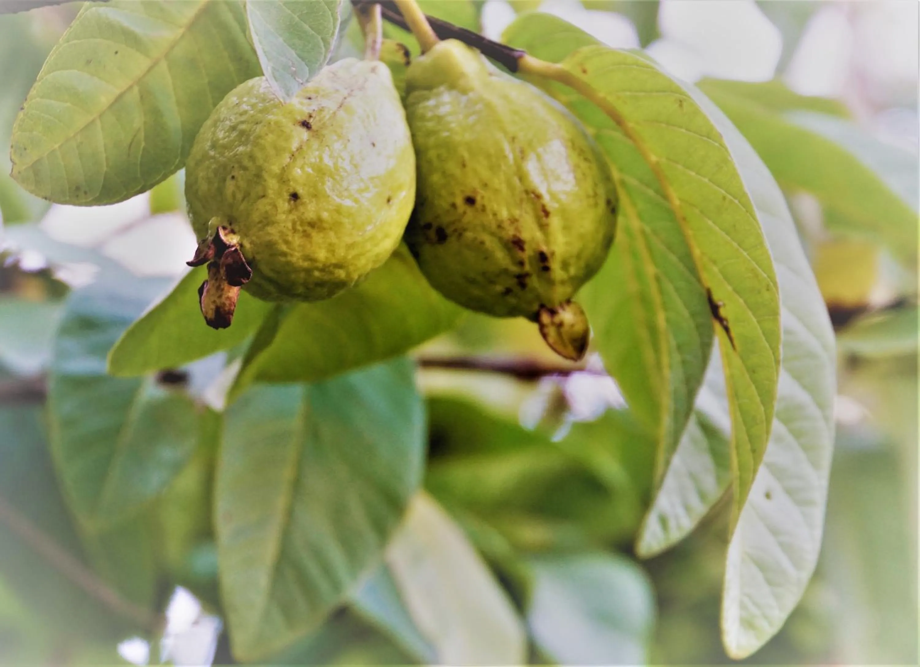 Garden in Swellendam Country Lodge - Guest House - B&B