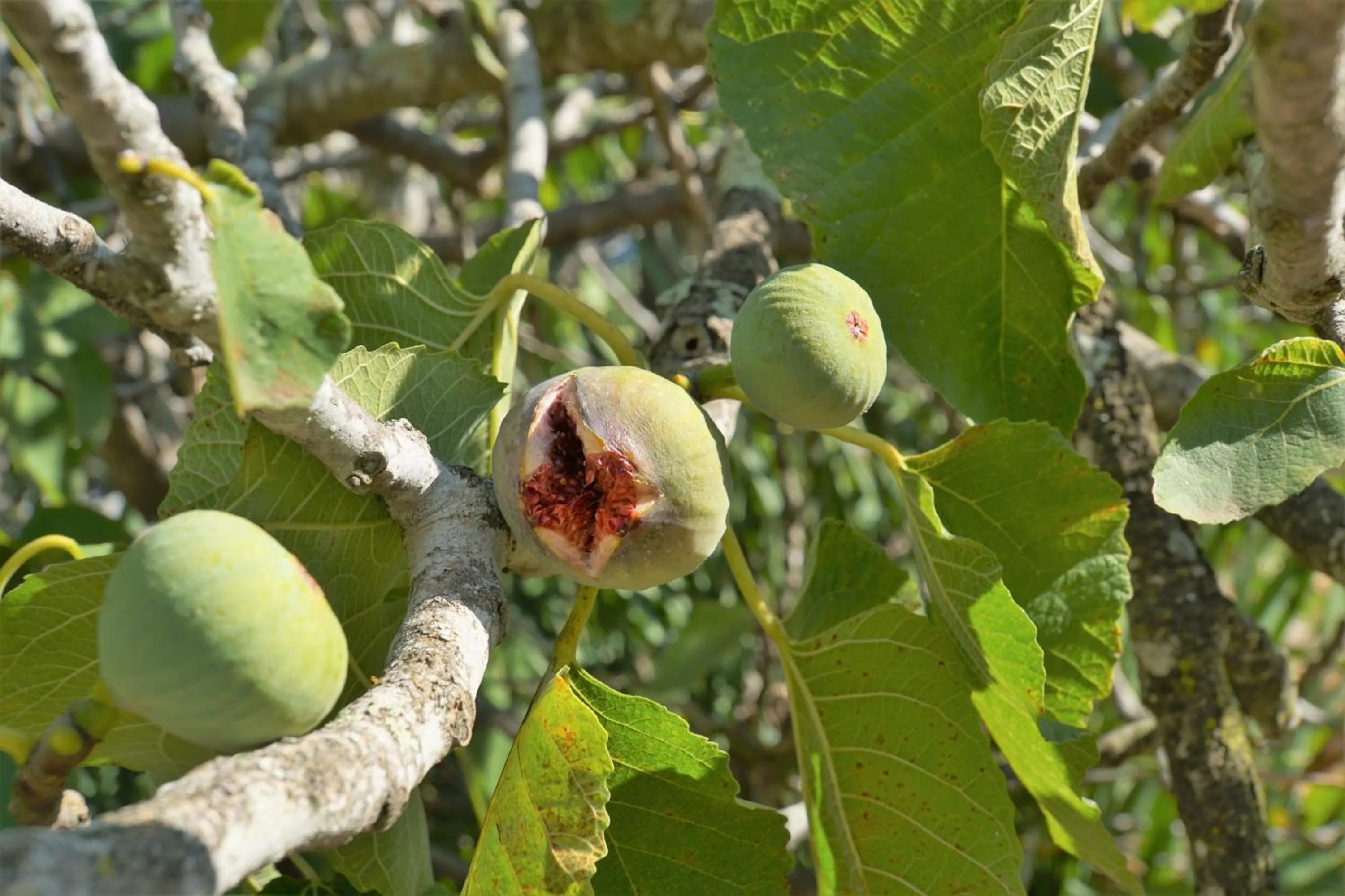 Garden in Swellendam Country Lodge - Guest House - B&B