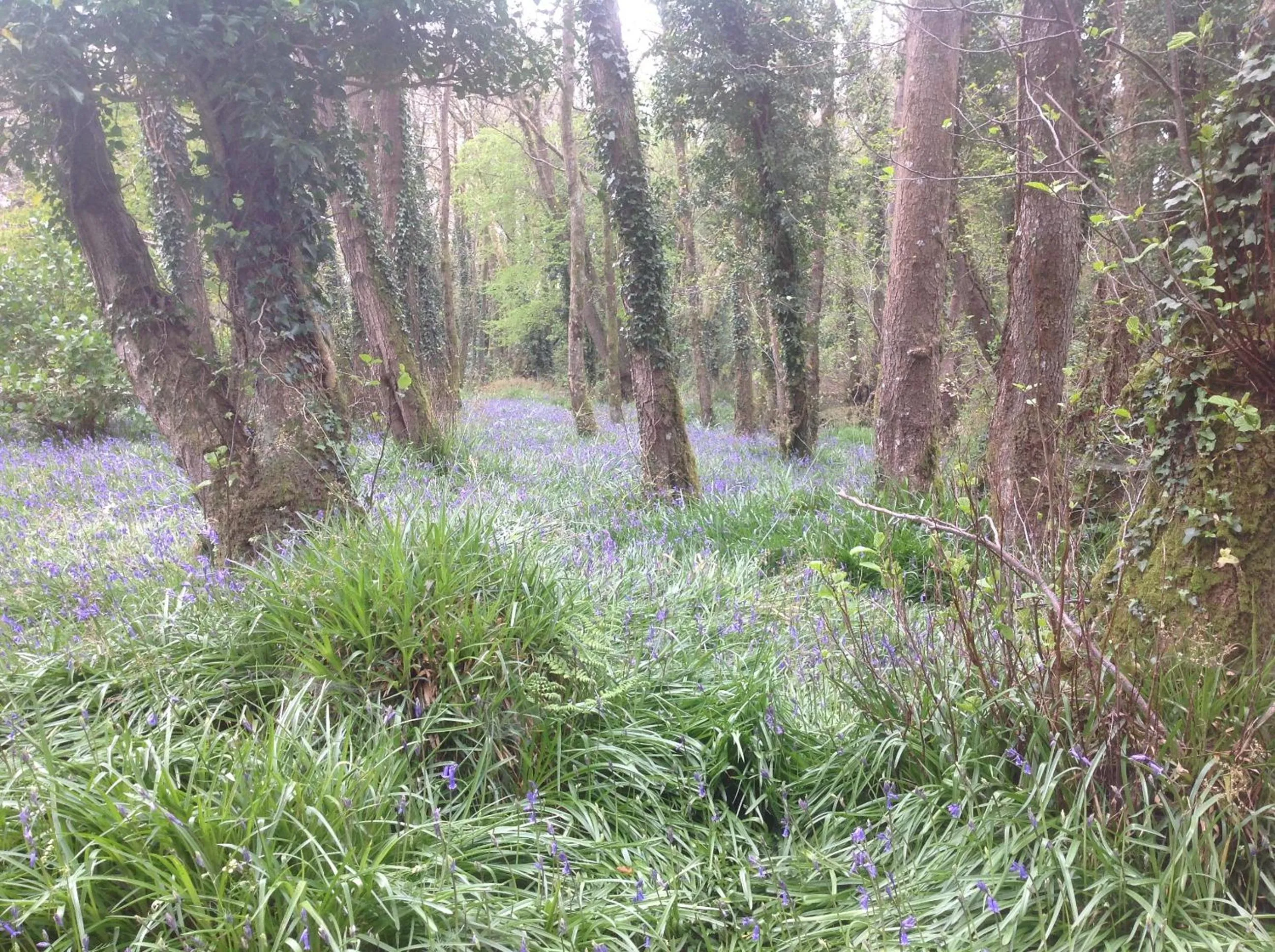 Natural landscape in Gleann Fia Country House