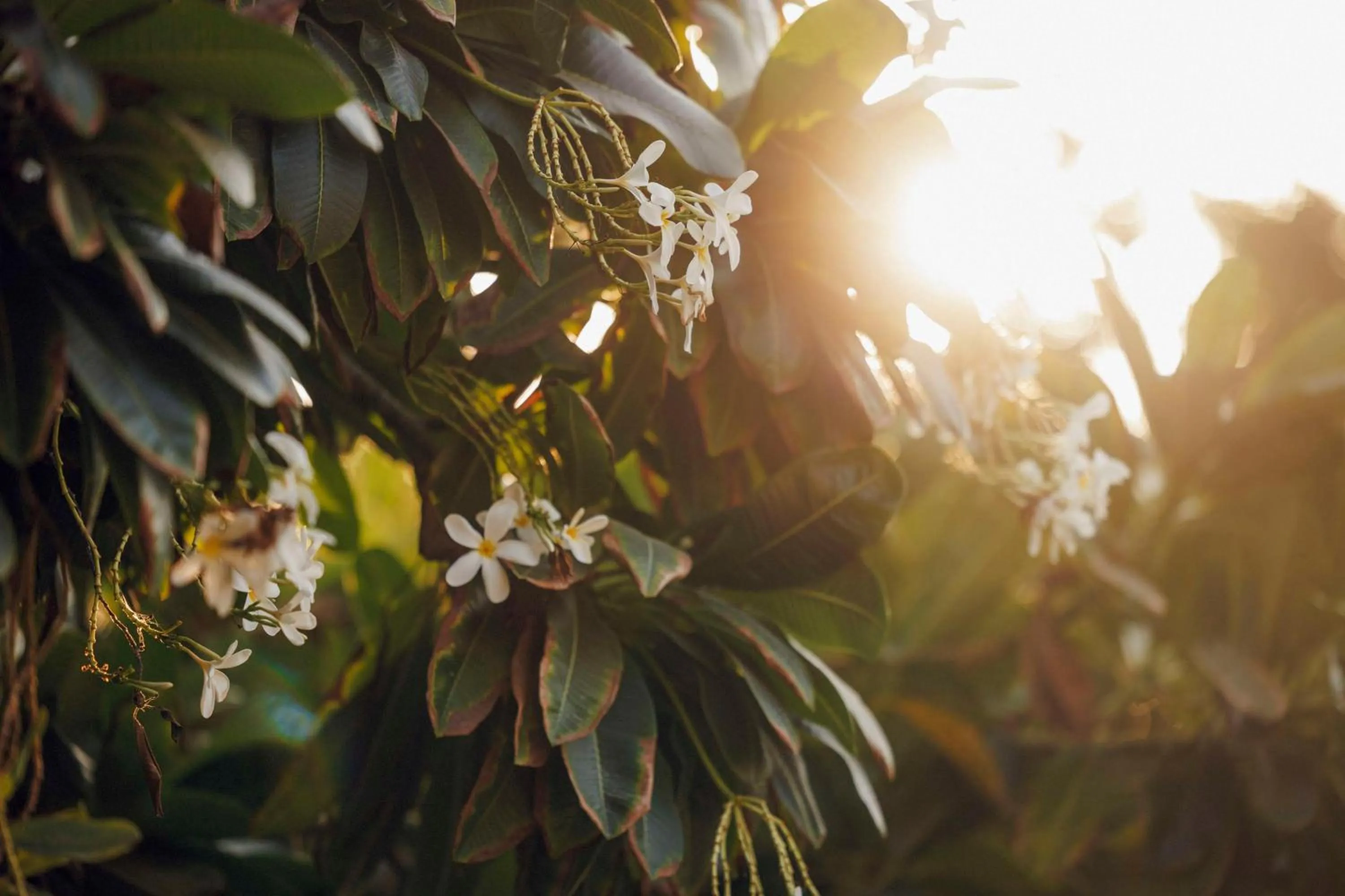 Garden in One&Only The Palm Dubai