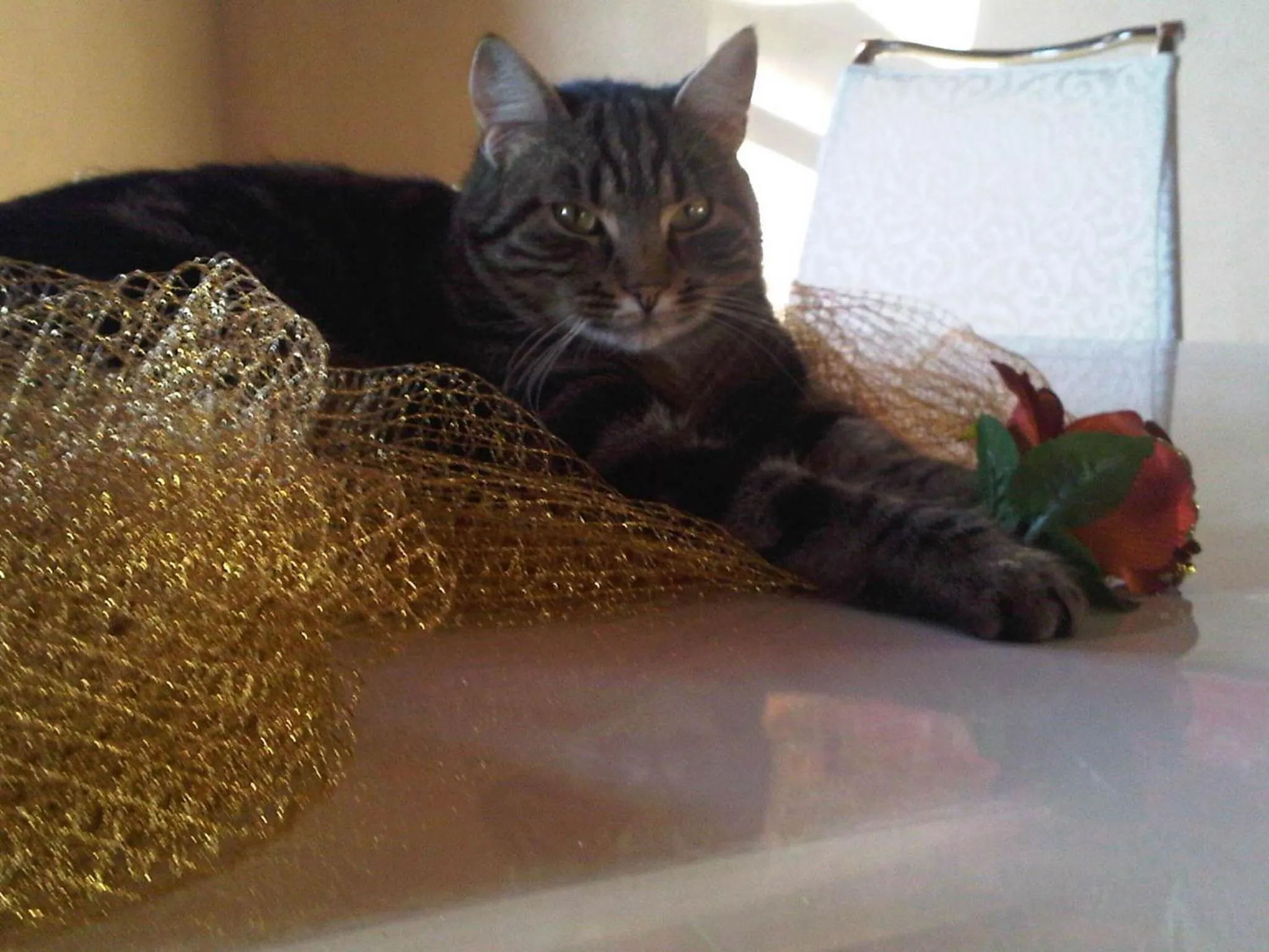 Pets in B&B Il Moscondoro