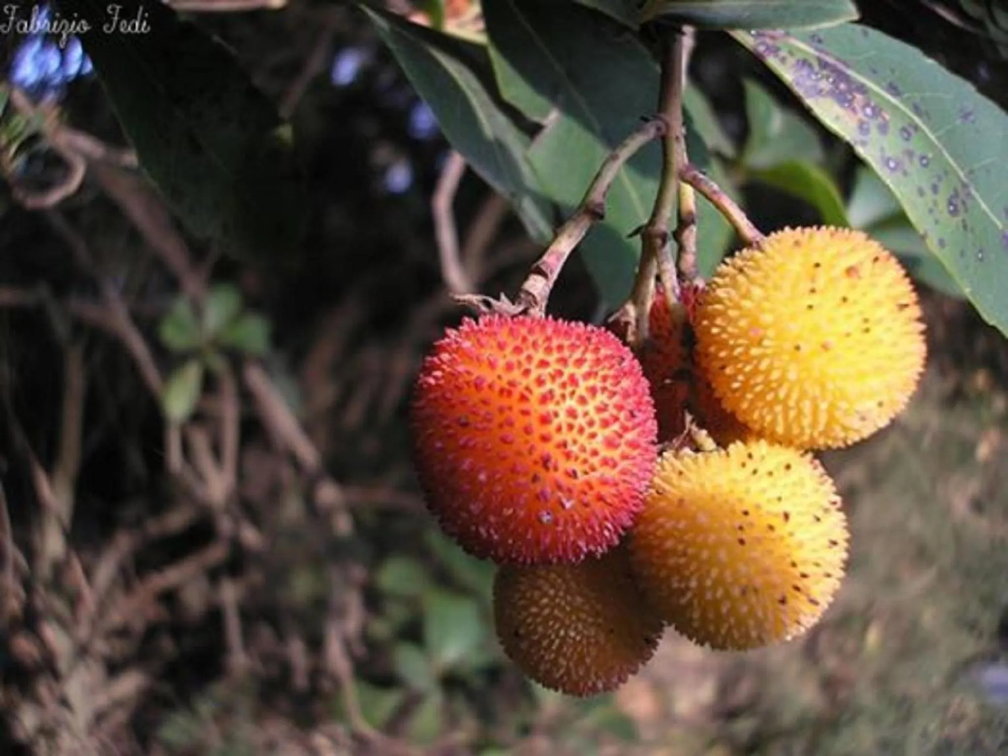 Natural landscape in Il Melograno Country House