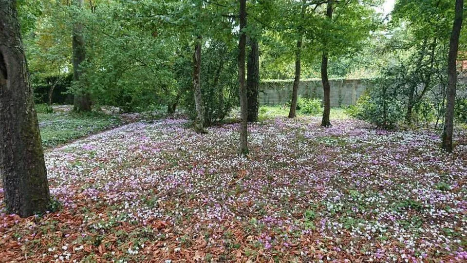Le Buisson