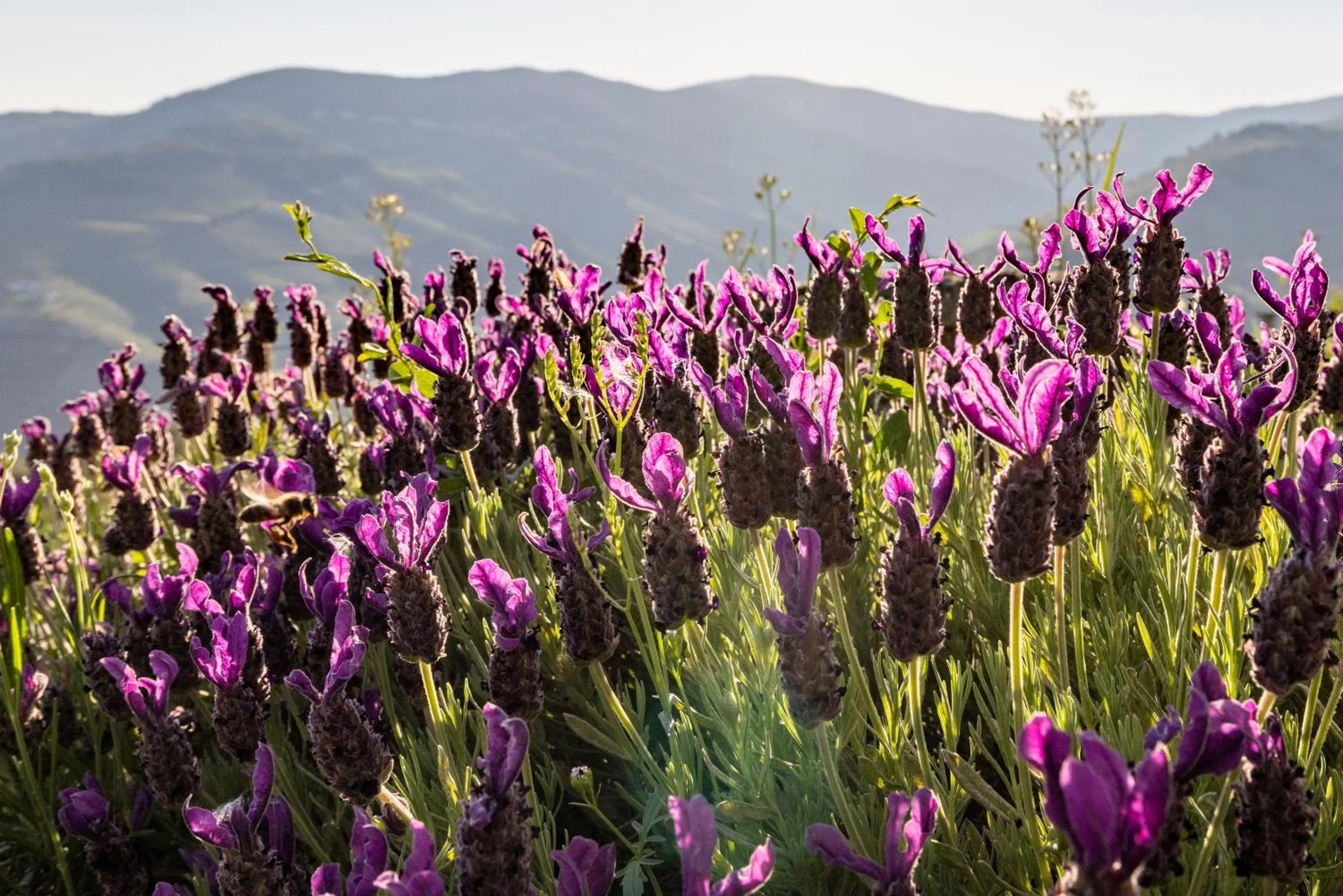 Garden in Casa De Casal De Loivos
