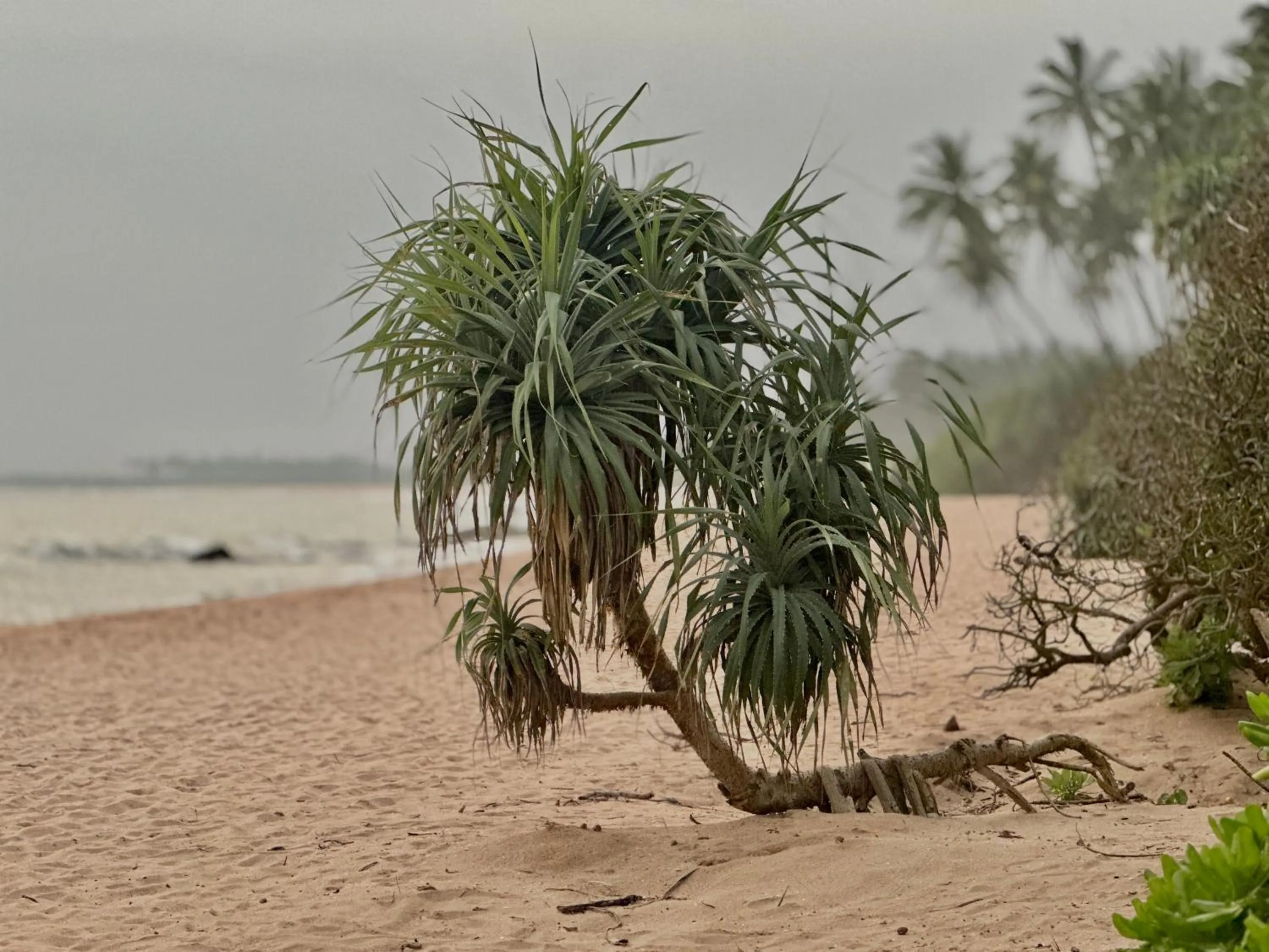 Beach in Rekawa Turtle Gate Hotel
