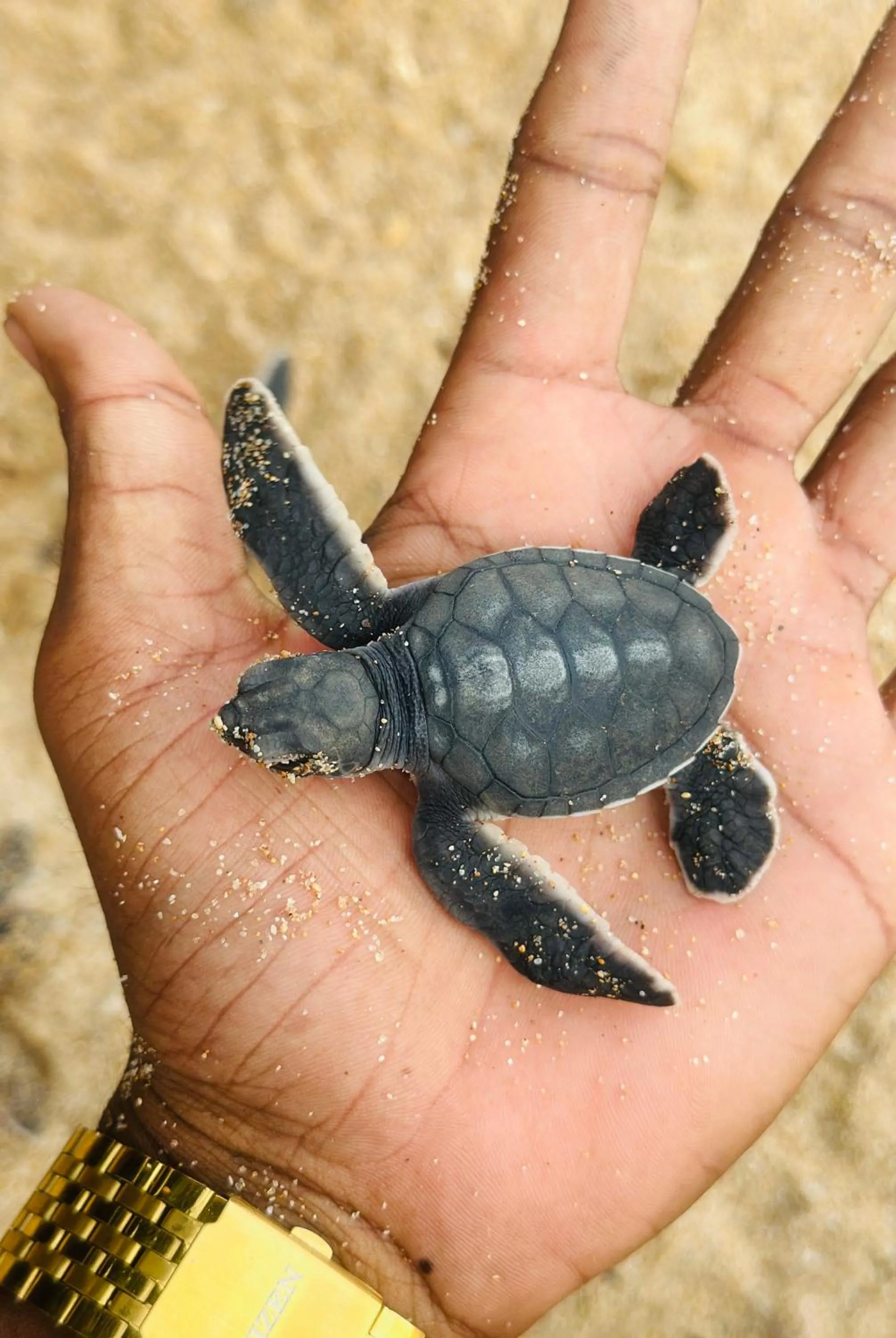 Animals in Rekawa Turtle Gate Hotel