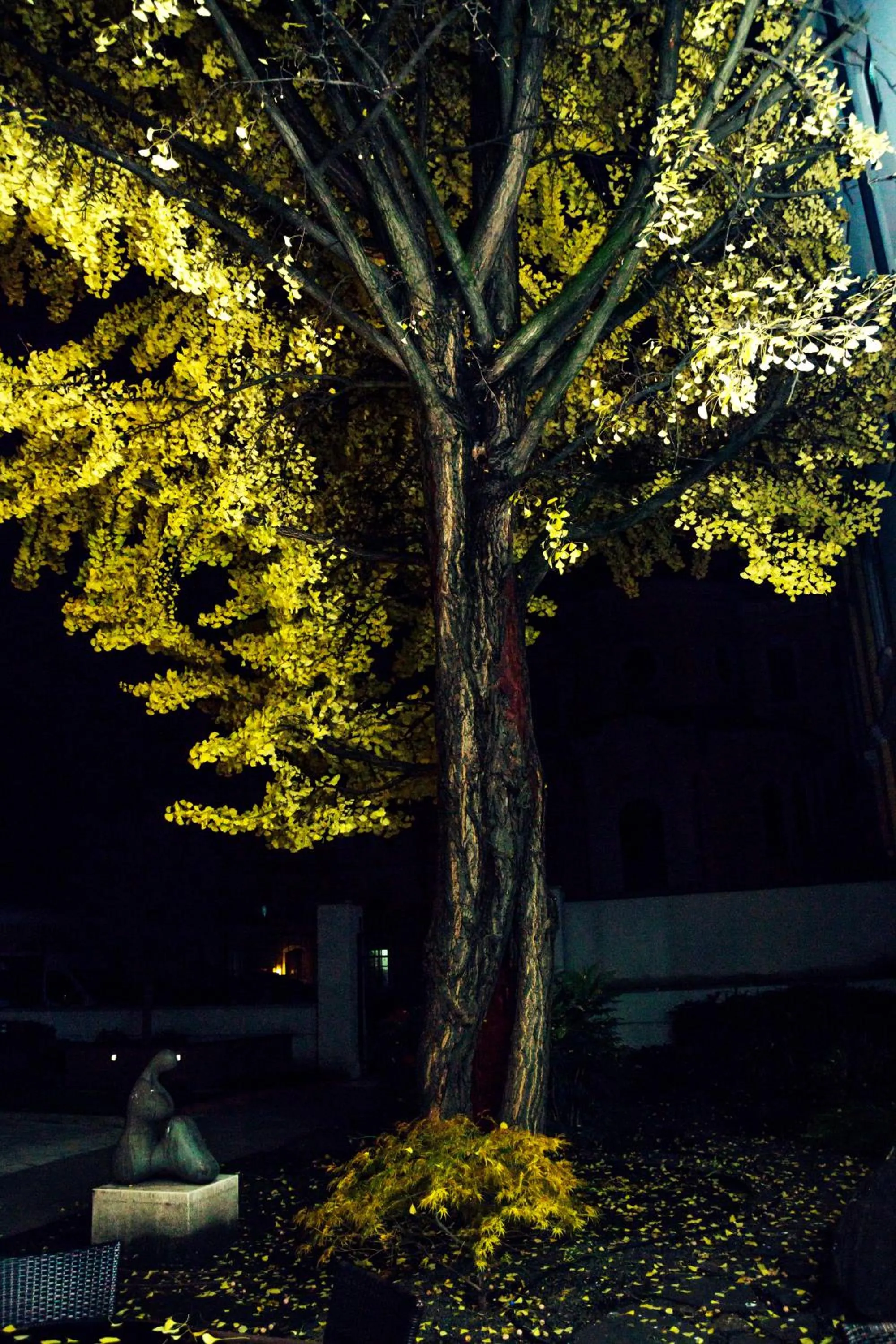 Garden in Hotel Ginkgo