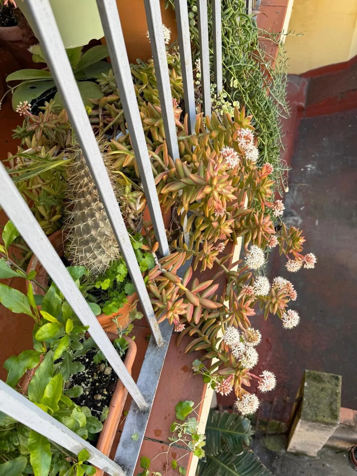 Balcony/Terrace in Plaza Goya Rooms